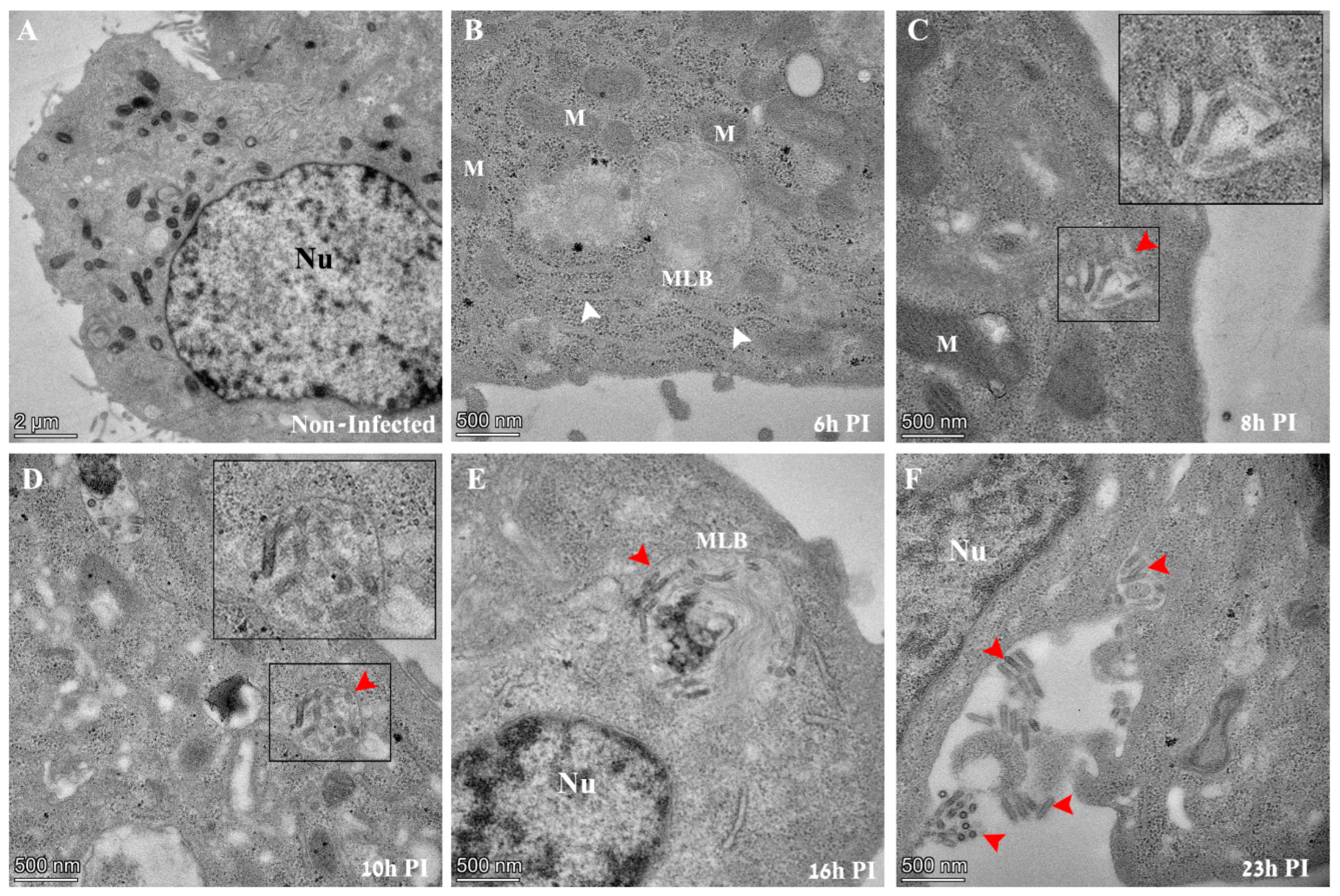 Viruses 14 02828 g002 Viruses 14 02828 g002