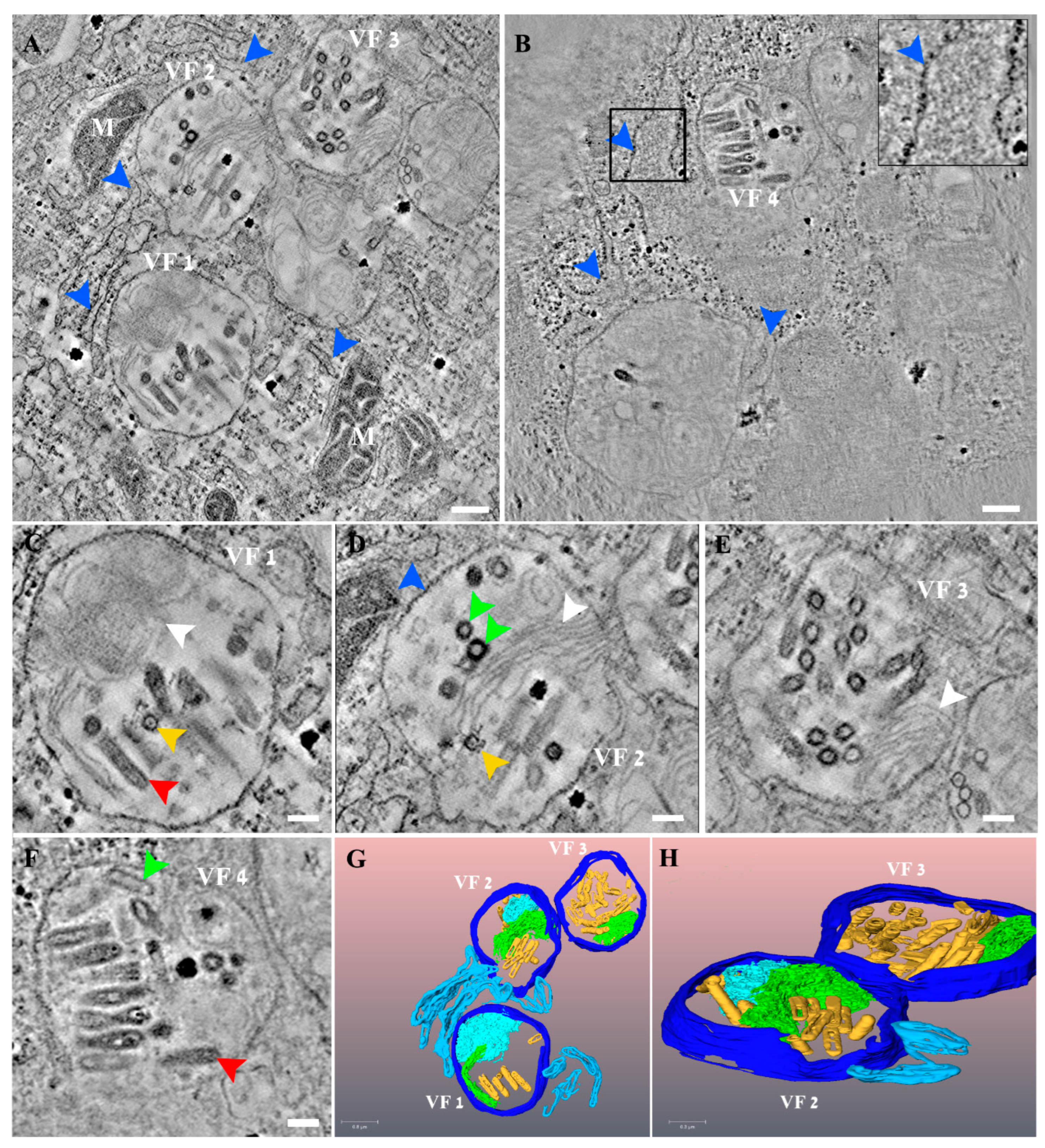 Viruses 14 02828 g004 Viruses 14 02828 g004