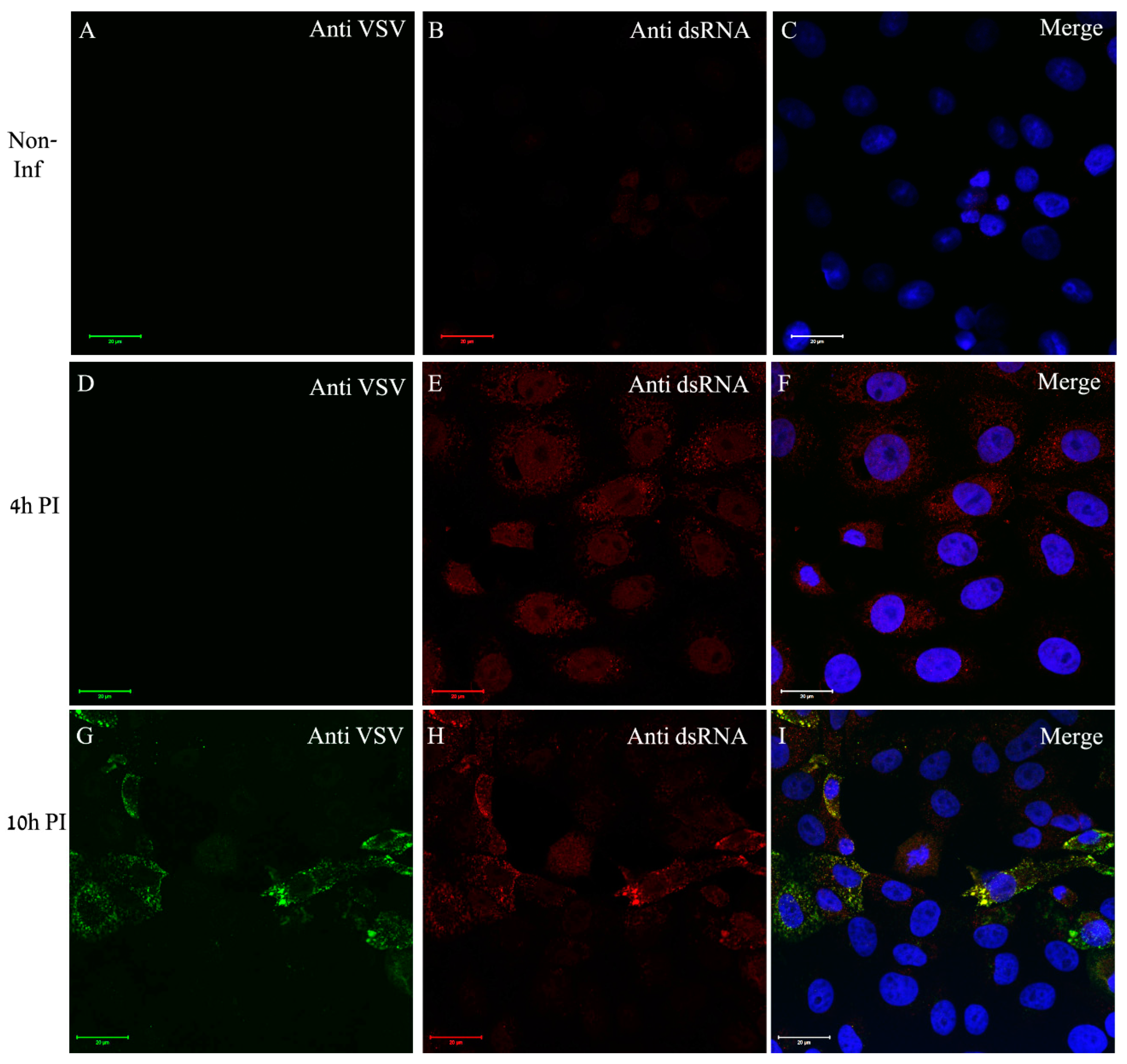 Viruses 14 02828 g005 Viruses 14 02828 g005