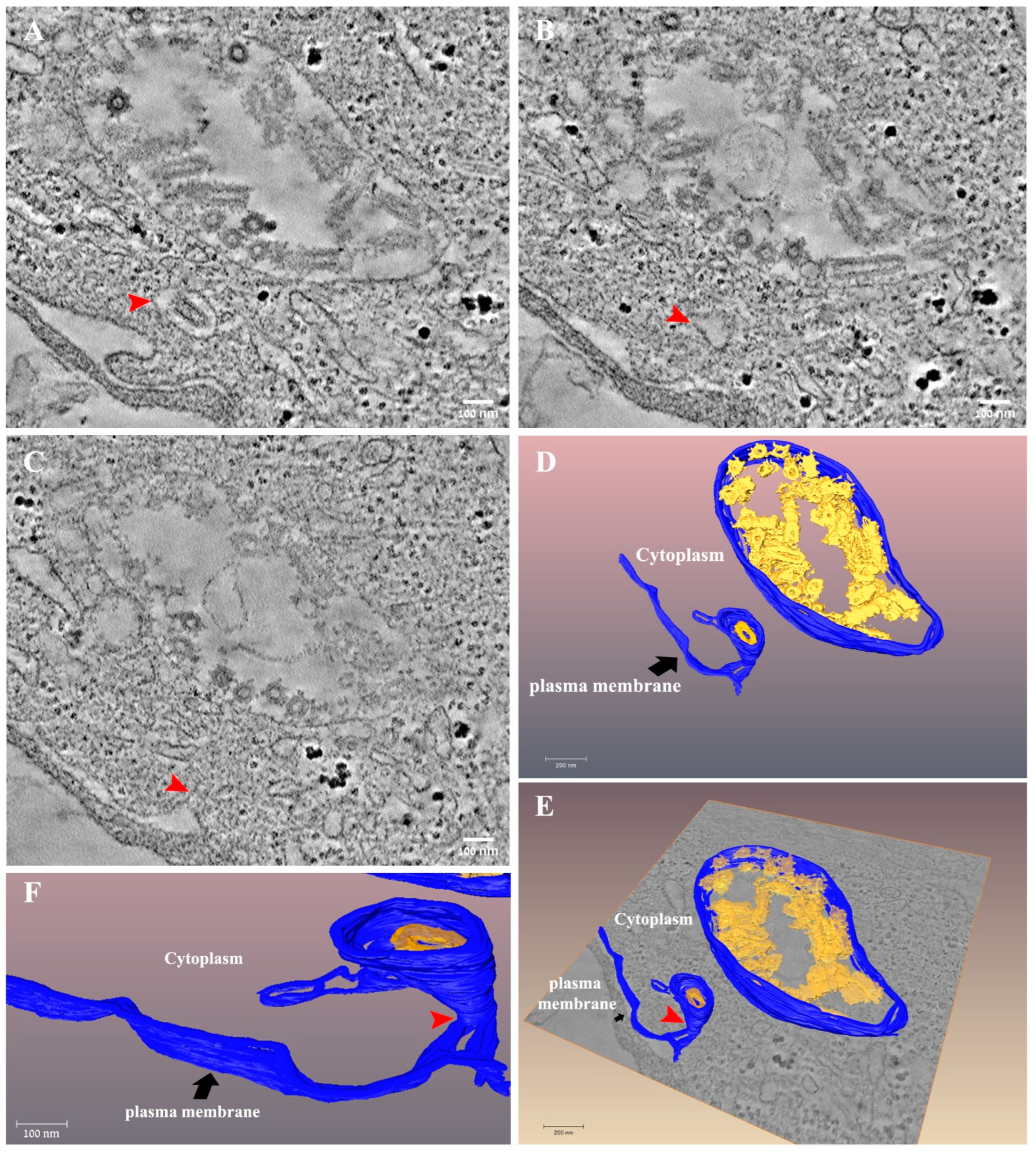 Viruses 14 02828 g008 Viruses 14 02828 g008
