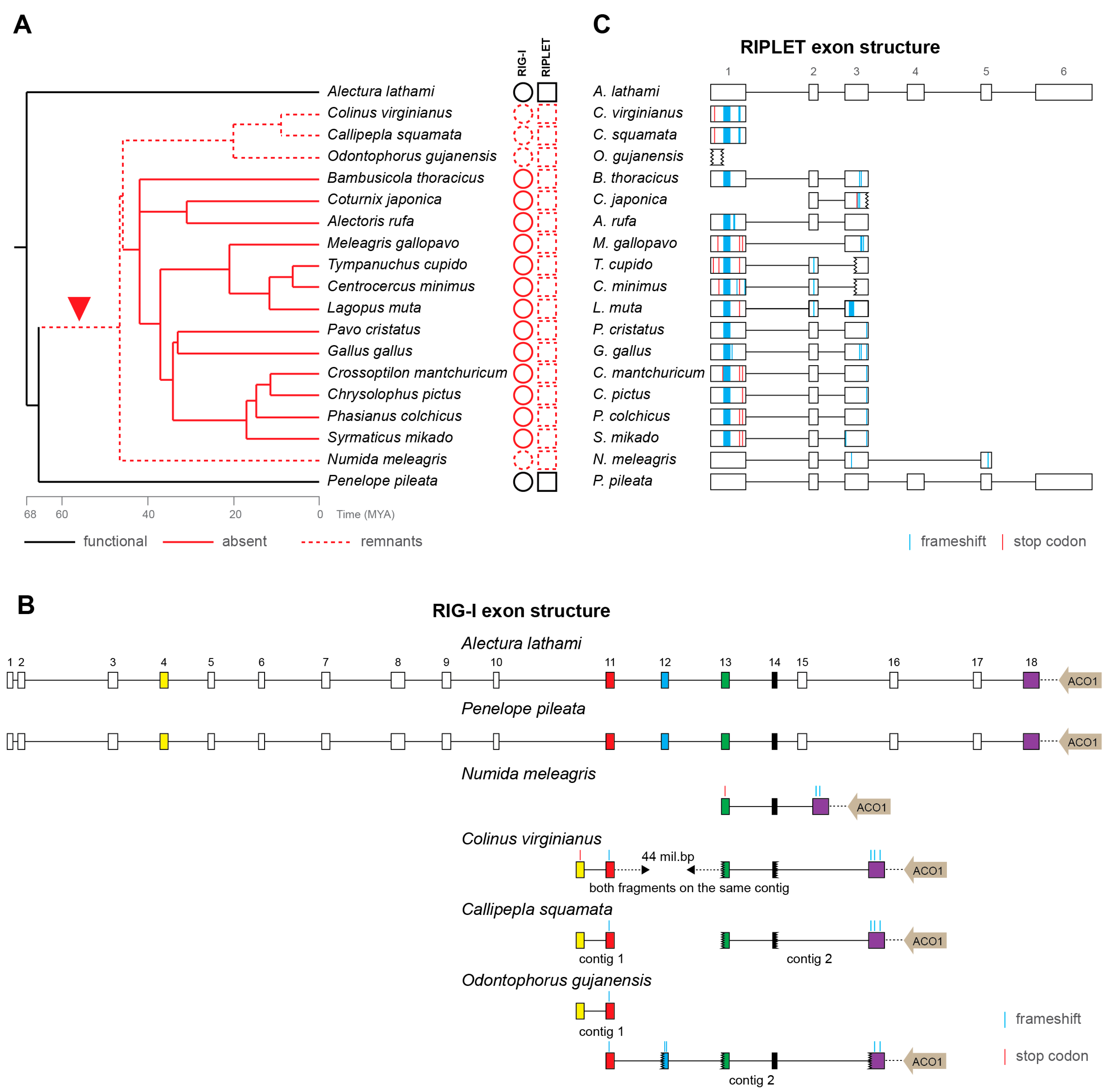 Viruses 15 00003 g002 Viruses 15 00003 g002