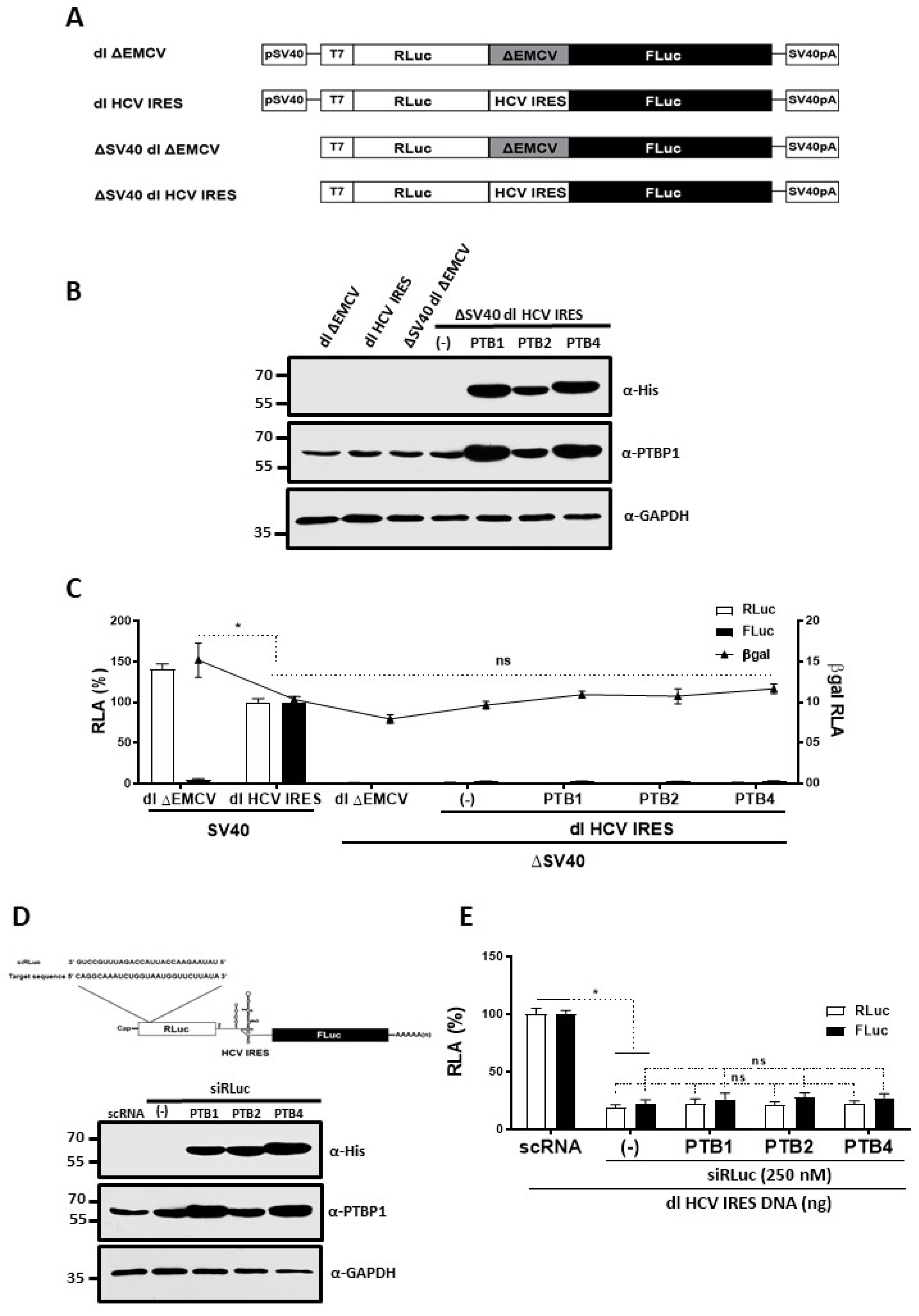 Viruses 15 00008 g003