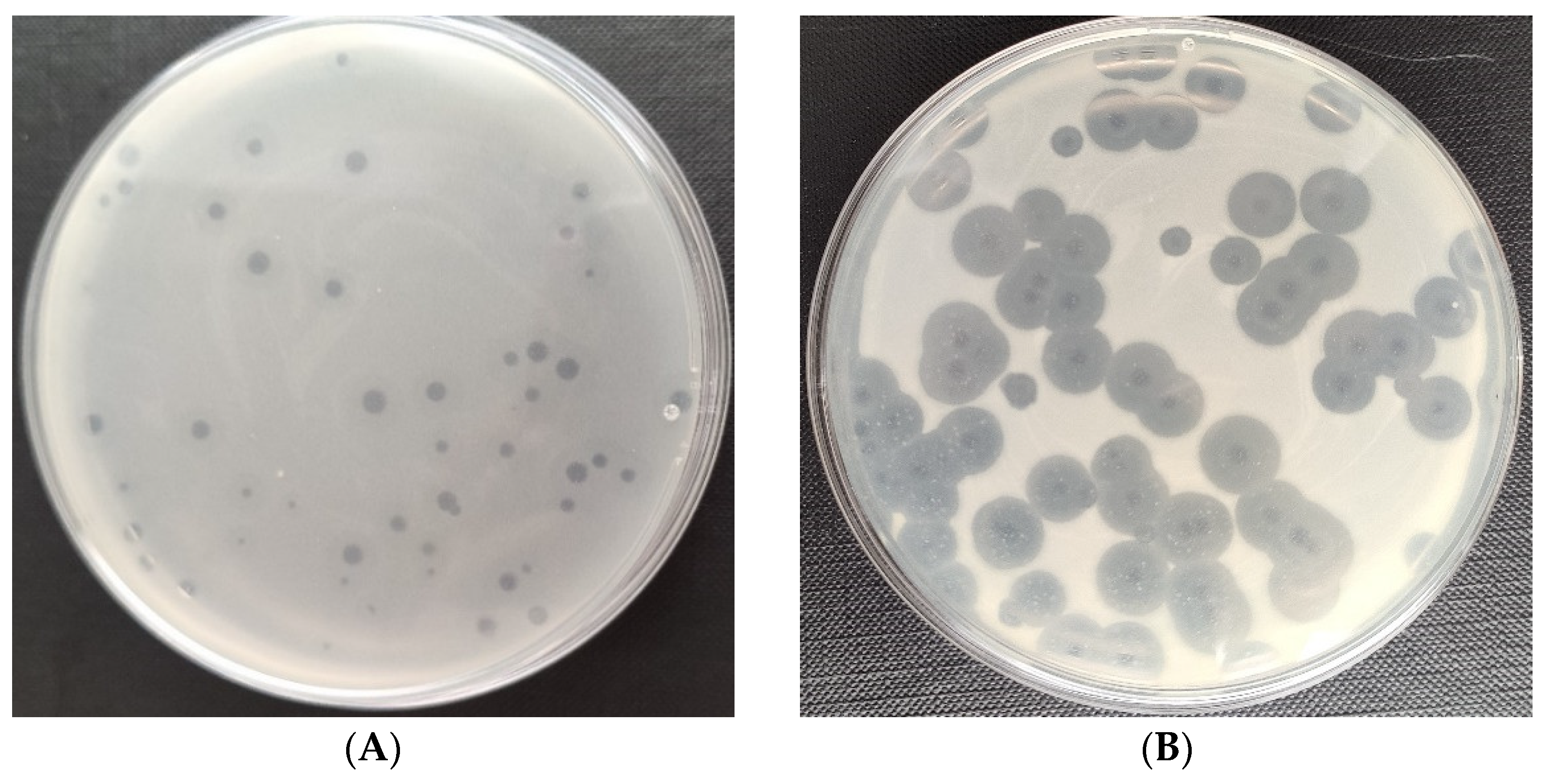 Frontiers Virulent Drexlervirial Bacteriophage MSK,, 43 OFF