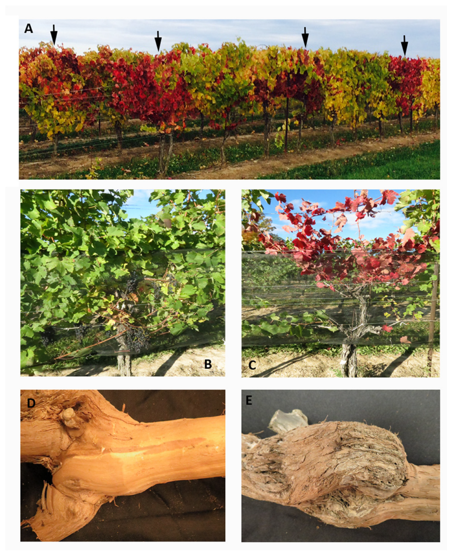 Viruses 15 00023 g001