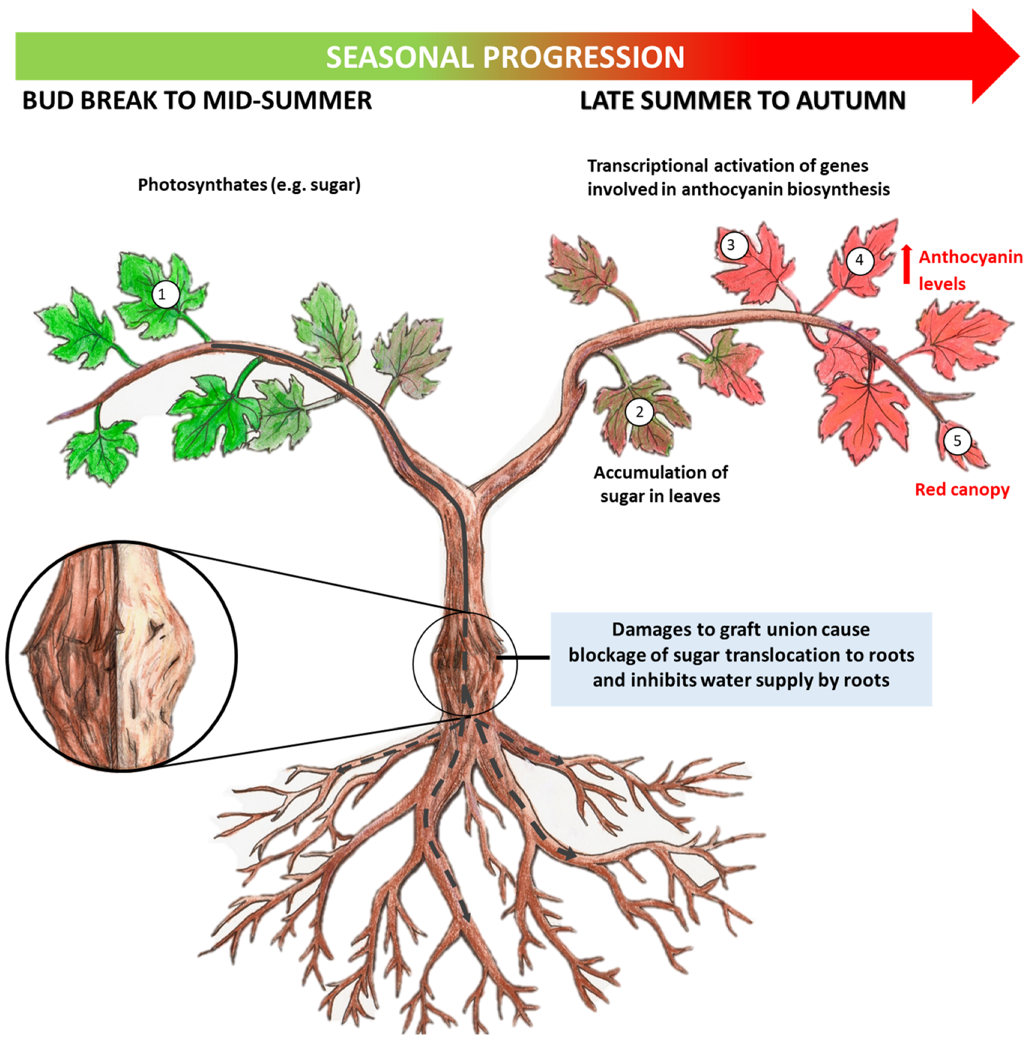 Viruses 15 00023 g004