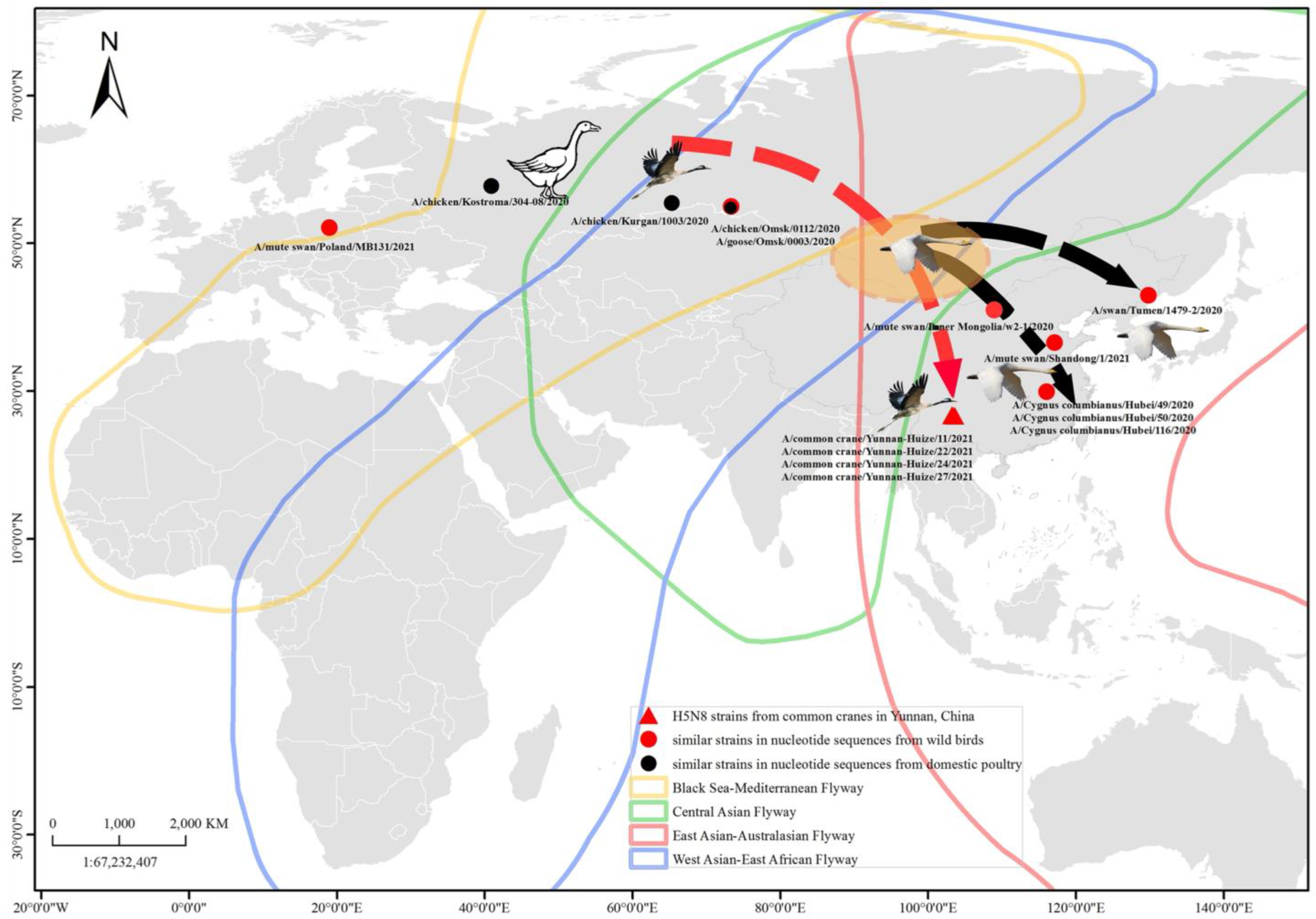 Viruses 15 00038 g001 Viruses 15 00038 g001