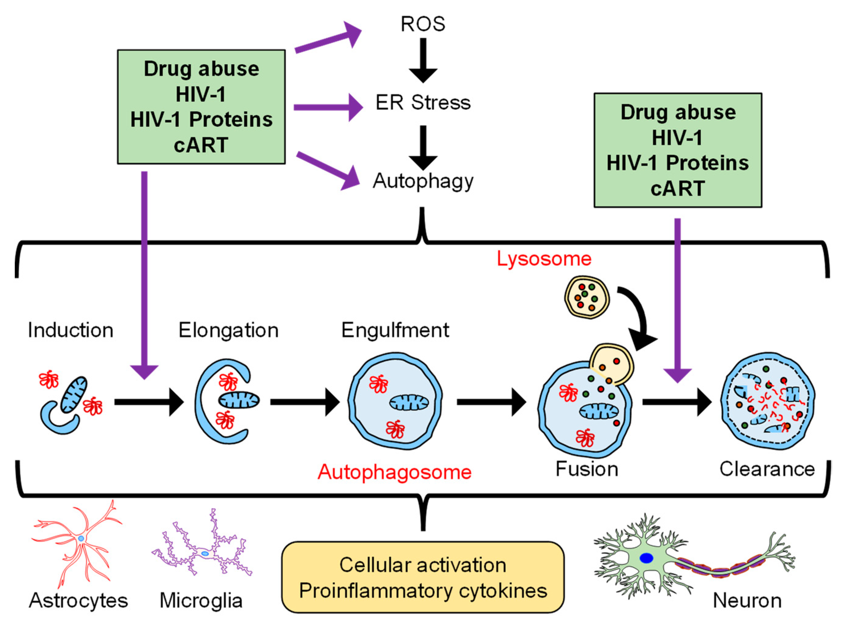 Viruses 15 00044 g001