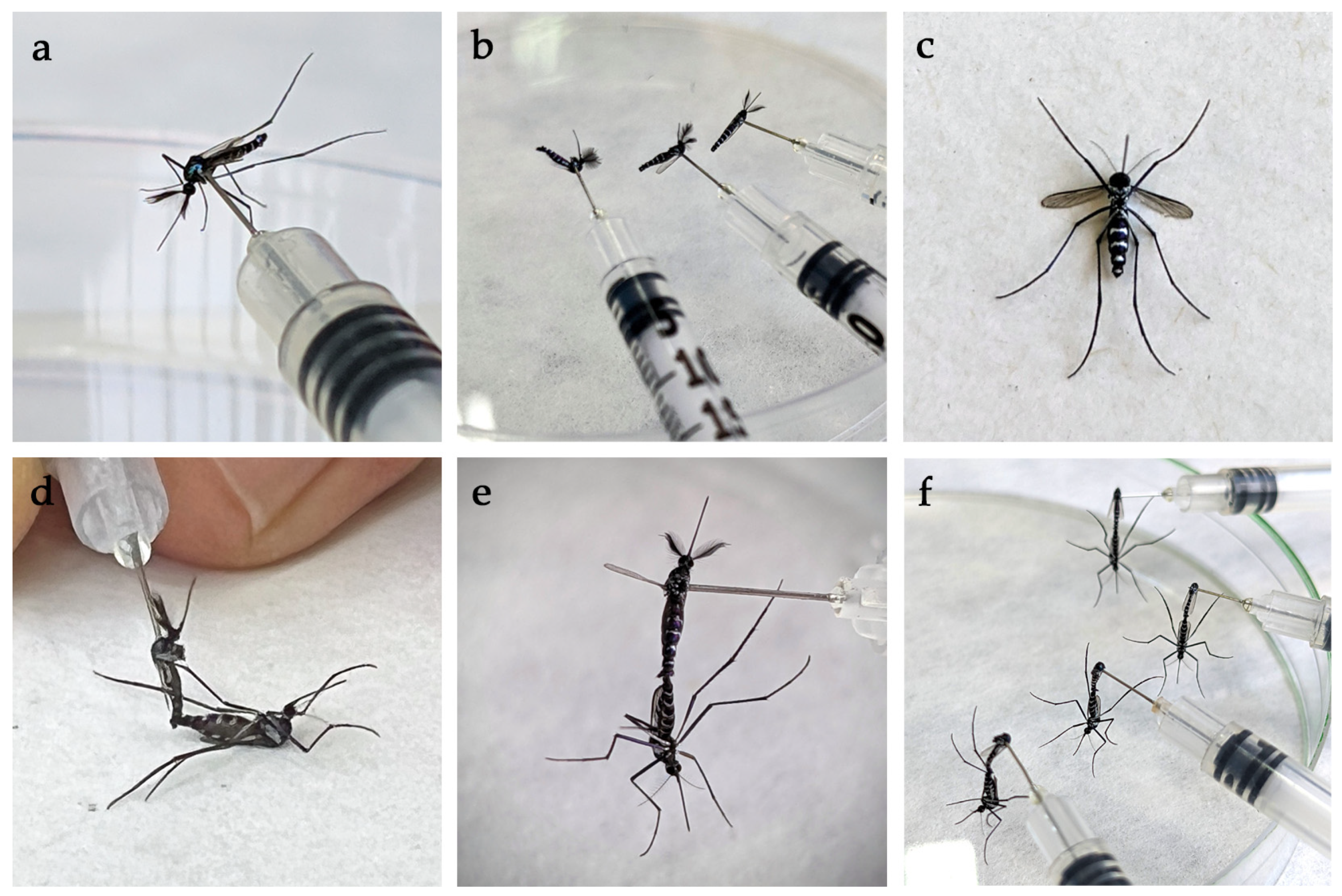 Viruses 15 00045 g002