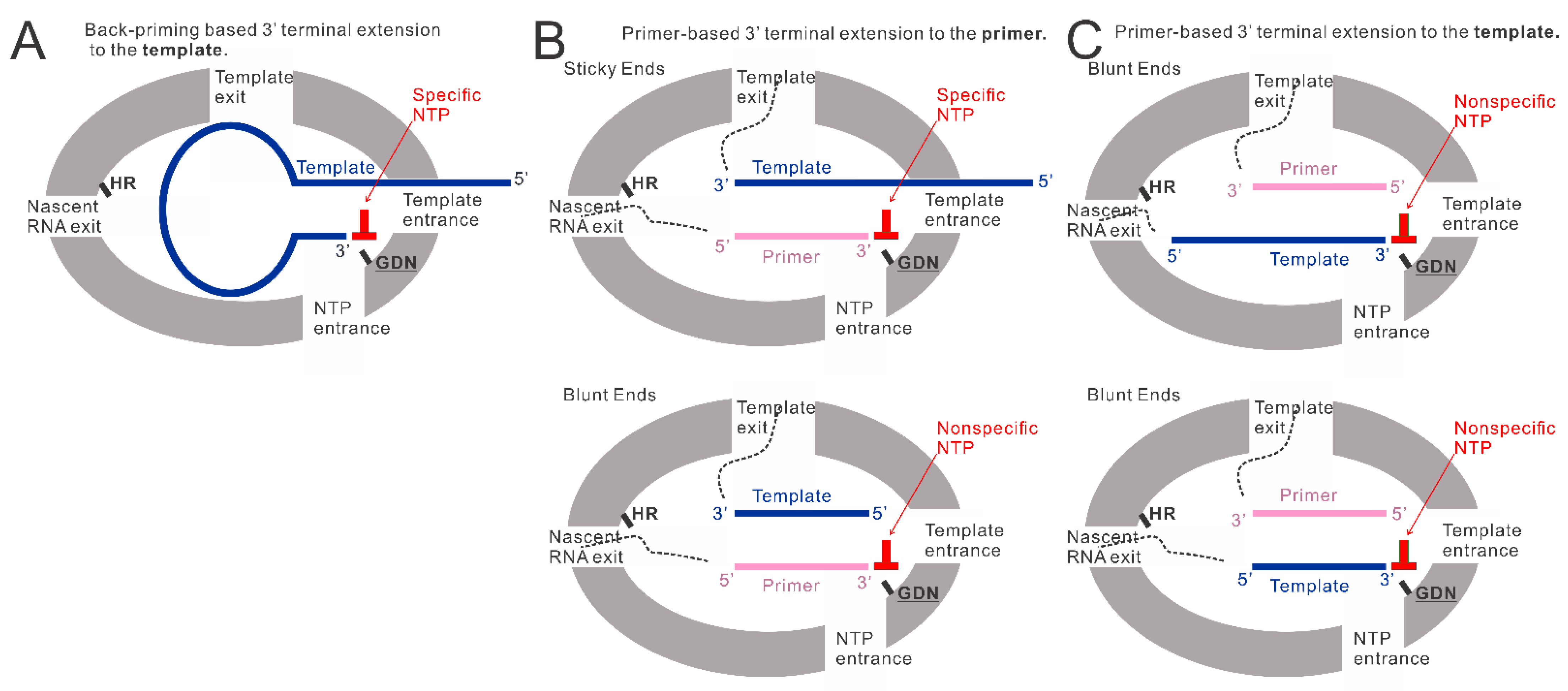 Viruses 15 00047 g006 Viruses 15 00047 g006