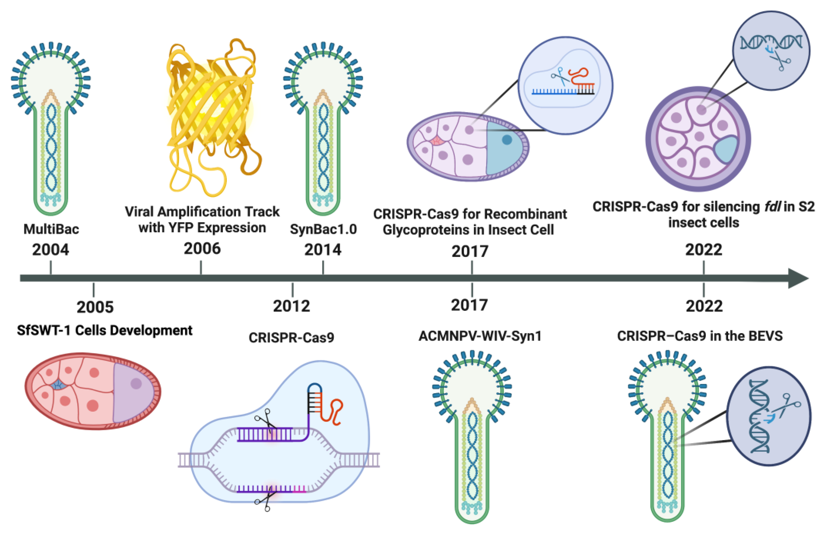 Viruses Free FullText Advances in CRISPRCas9 for the Baculovirus