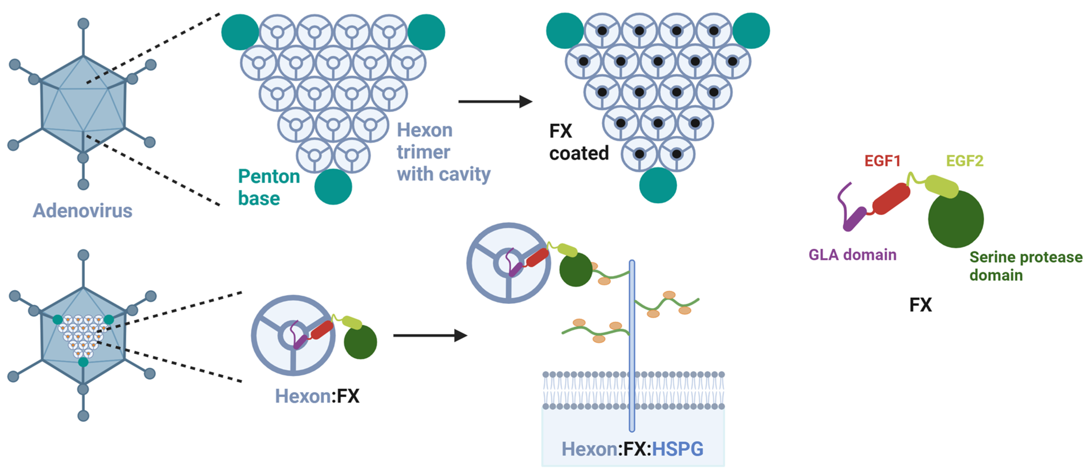 Viruses 15 00055 g001