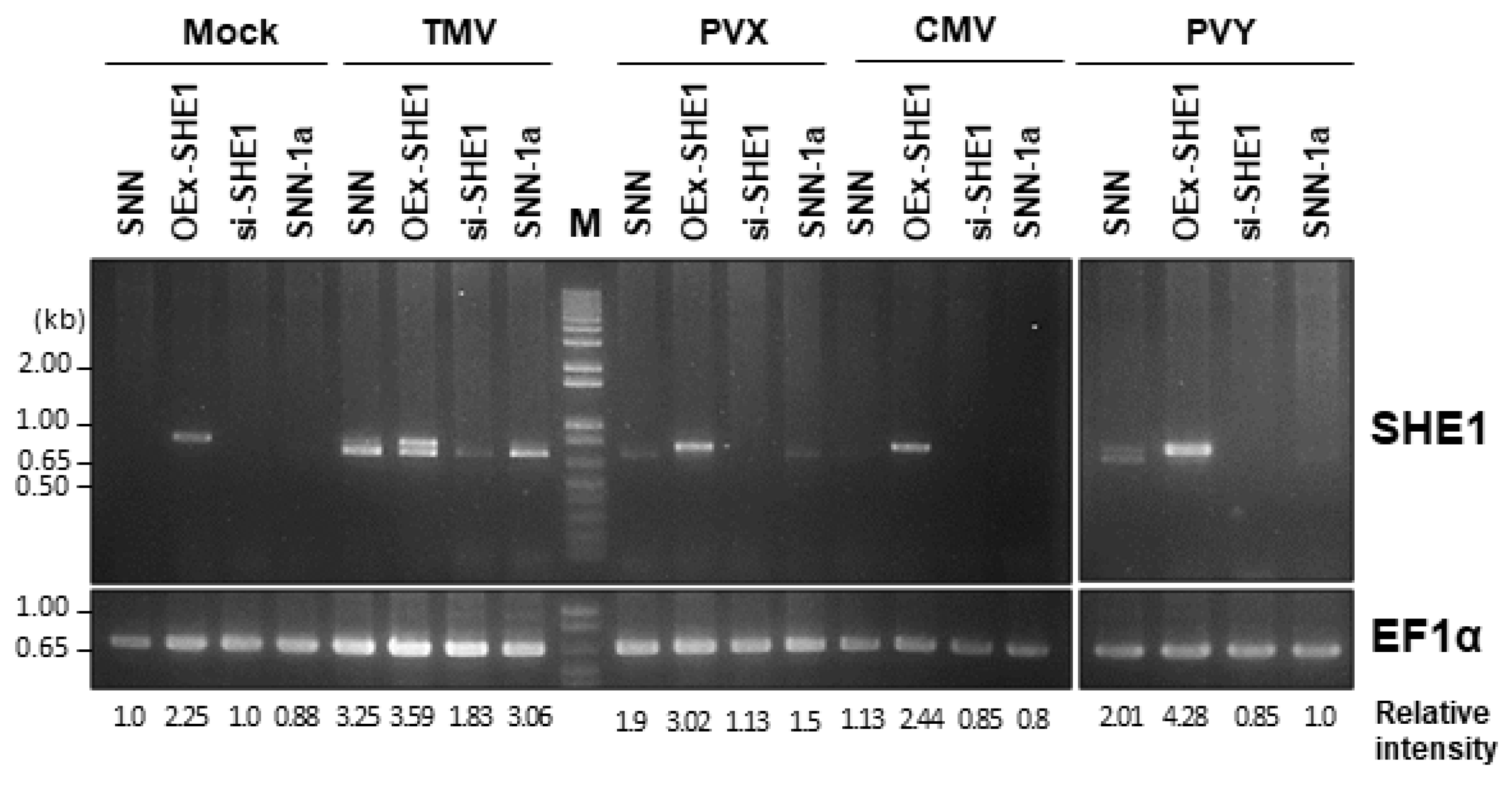 Viruses 15 00059 g001 Viruses 15 00059 g001