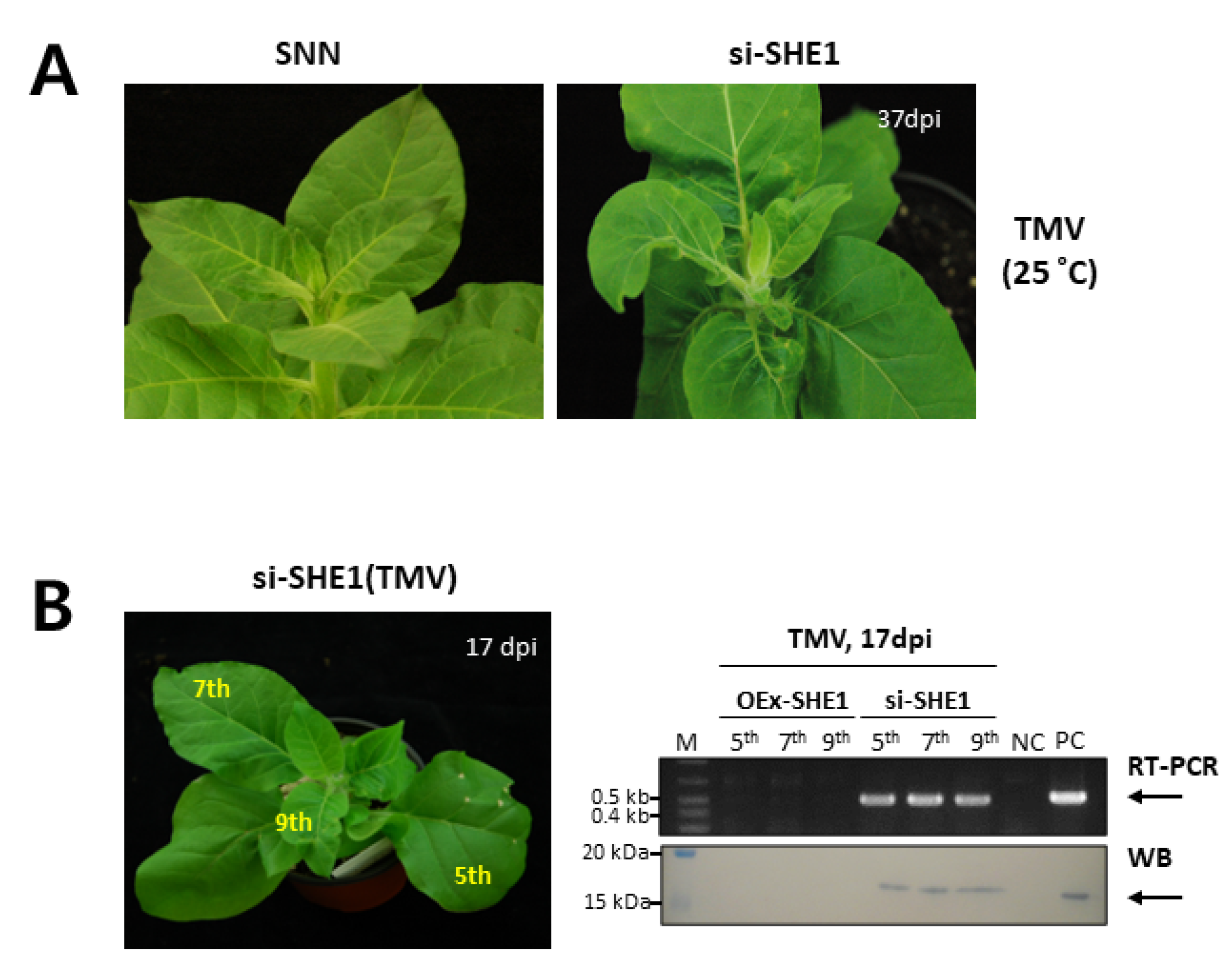 Viruses 15 00059 g004 Viruses 15 00059 g004