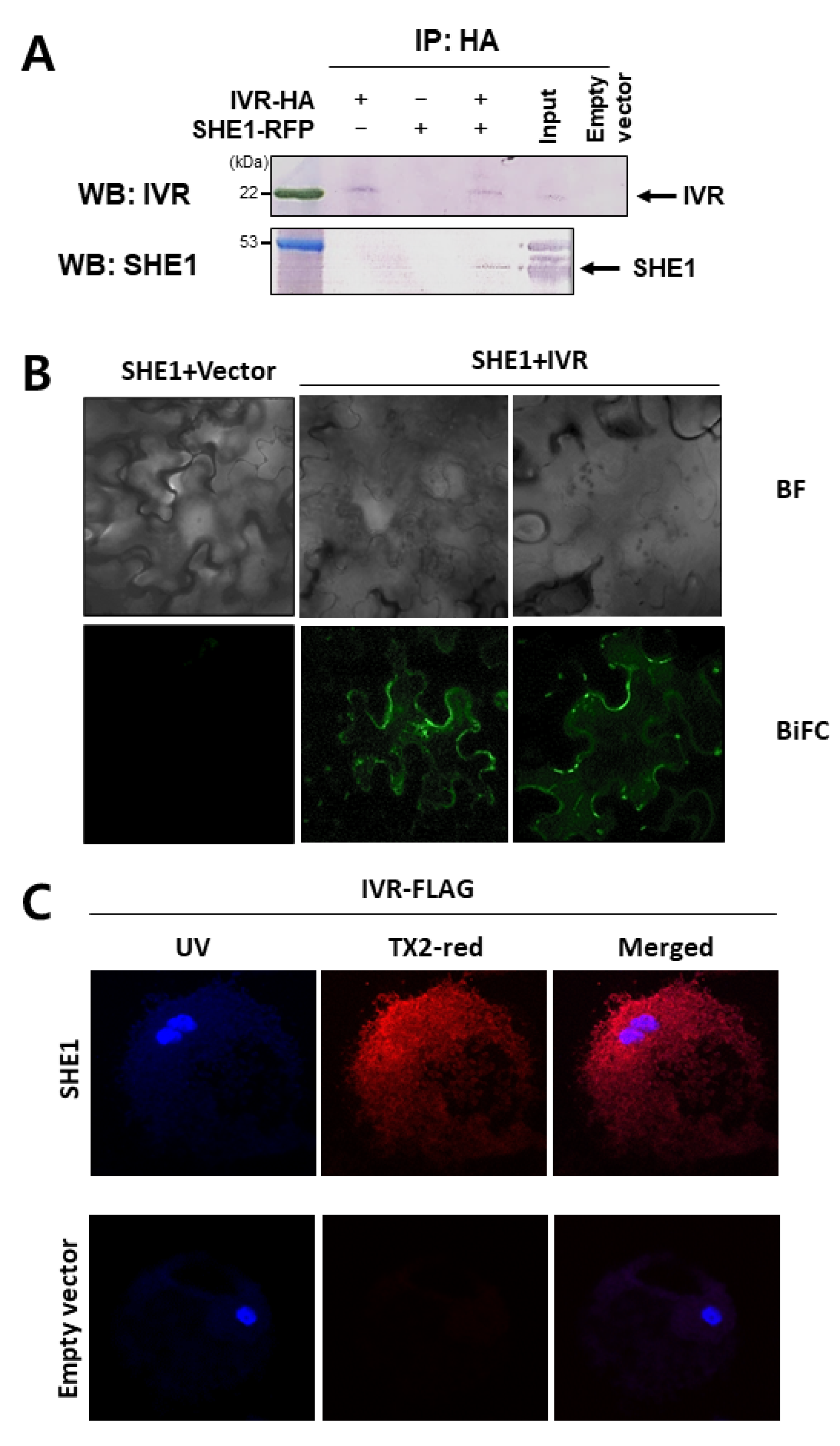 Viruses 15 00059 g007 Viruses 15 00059 g007