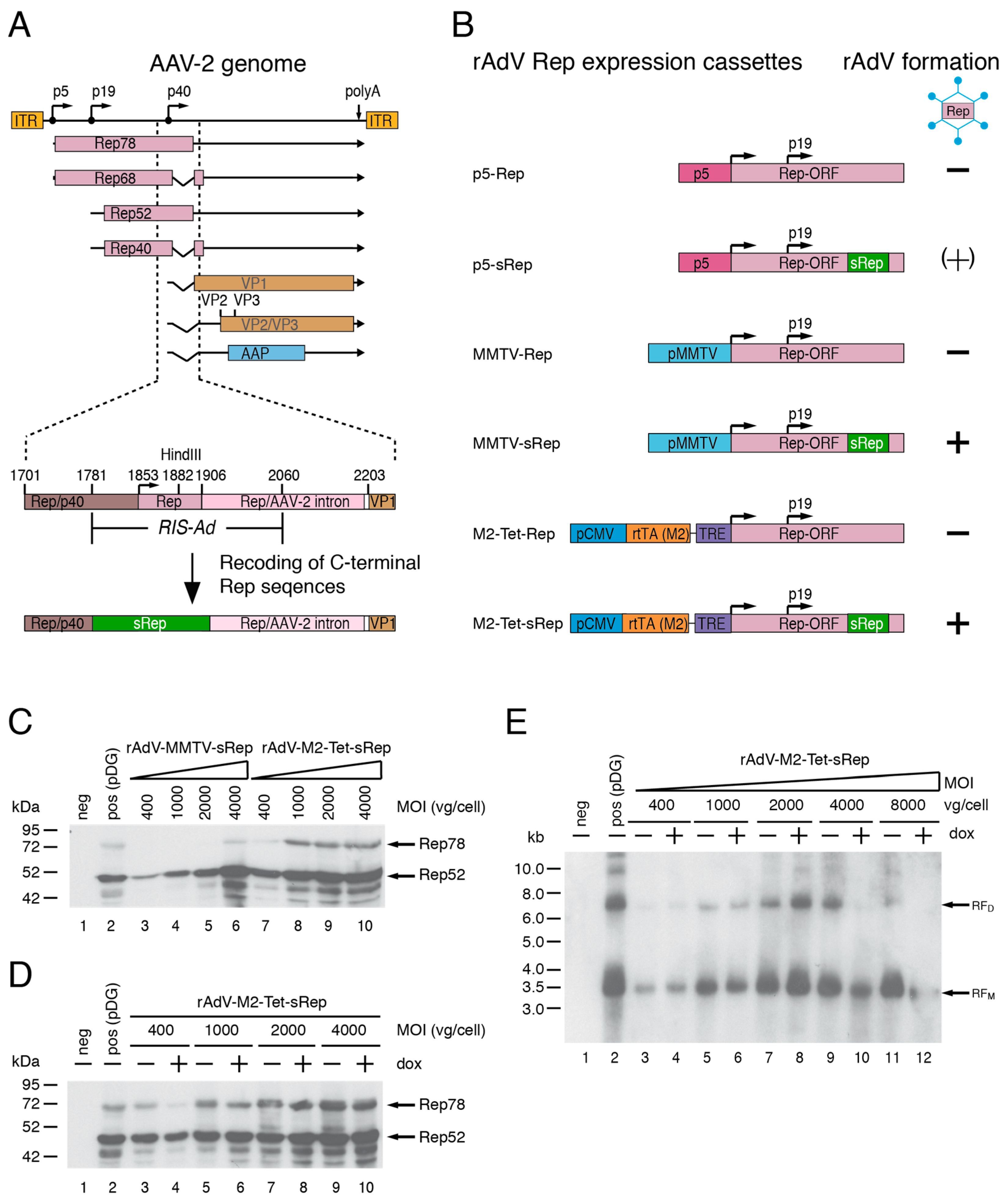 Viruses 15 00064 g001