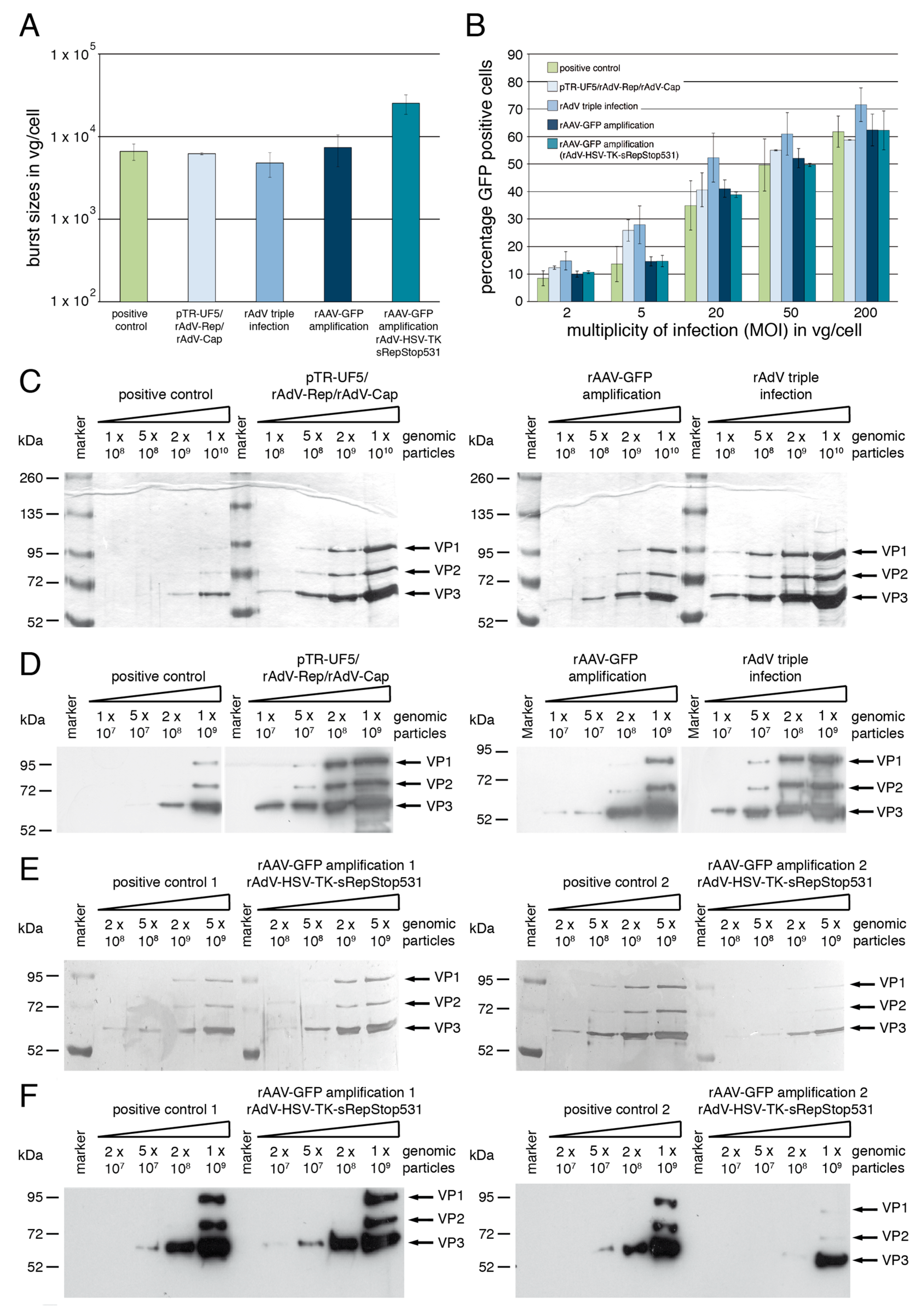 Viruses 15 00064 g006