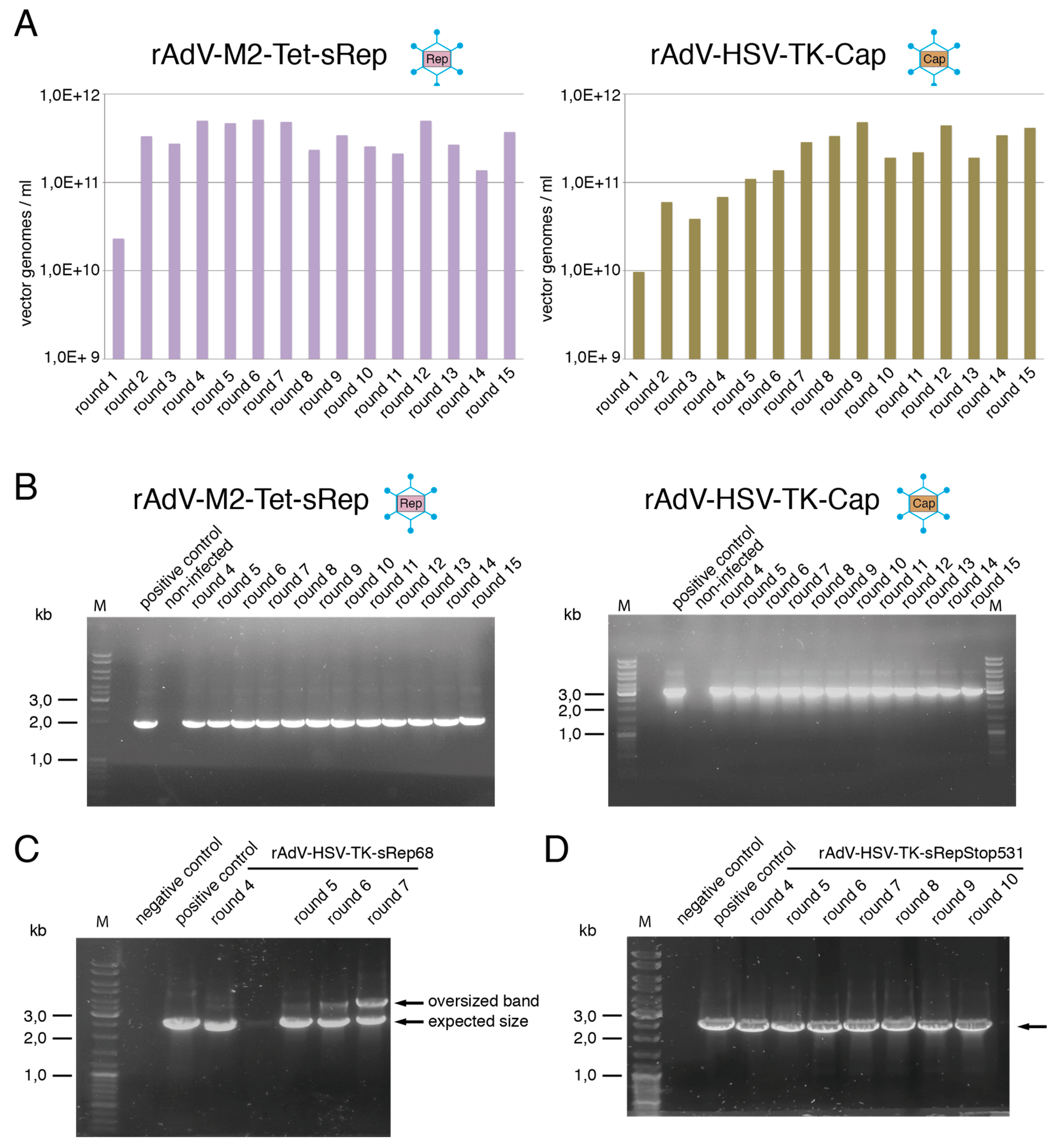 Viruses 15 00064 g007