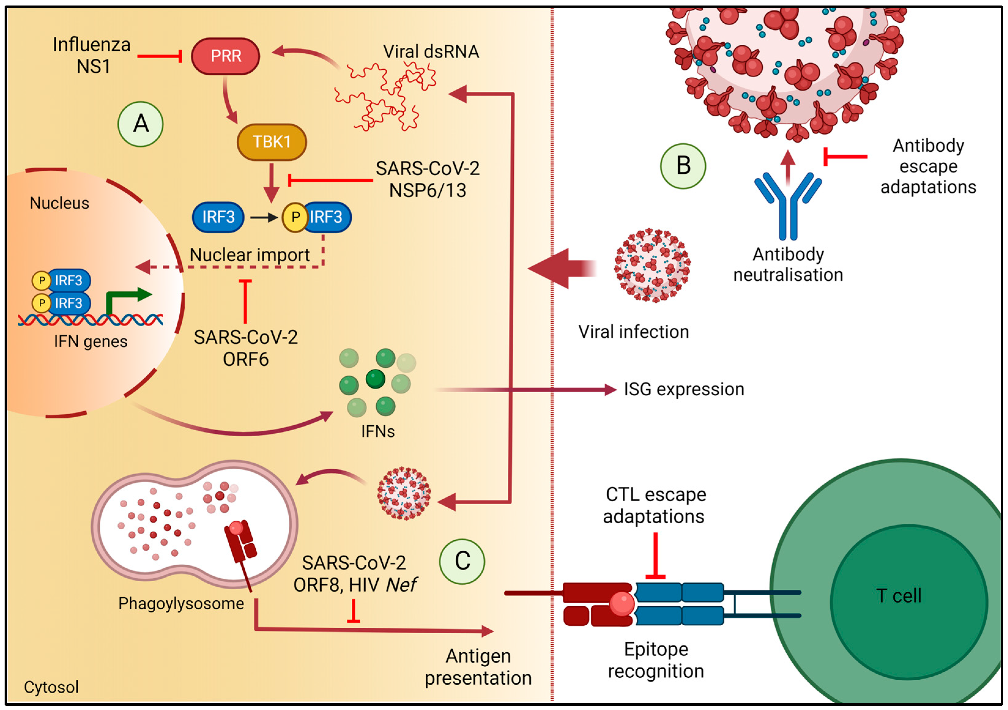 SARS-CoV-2 omicron variant may evade host immune responses