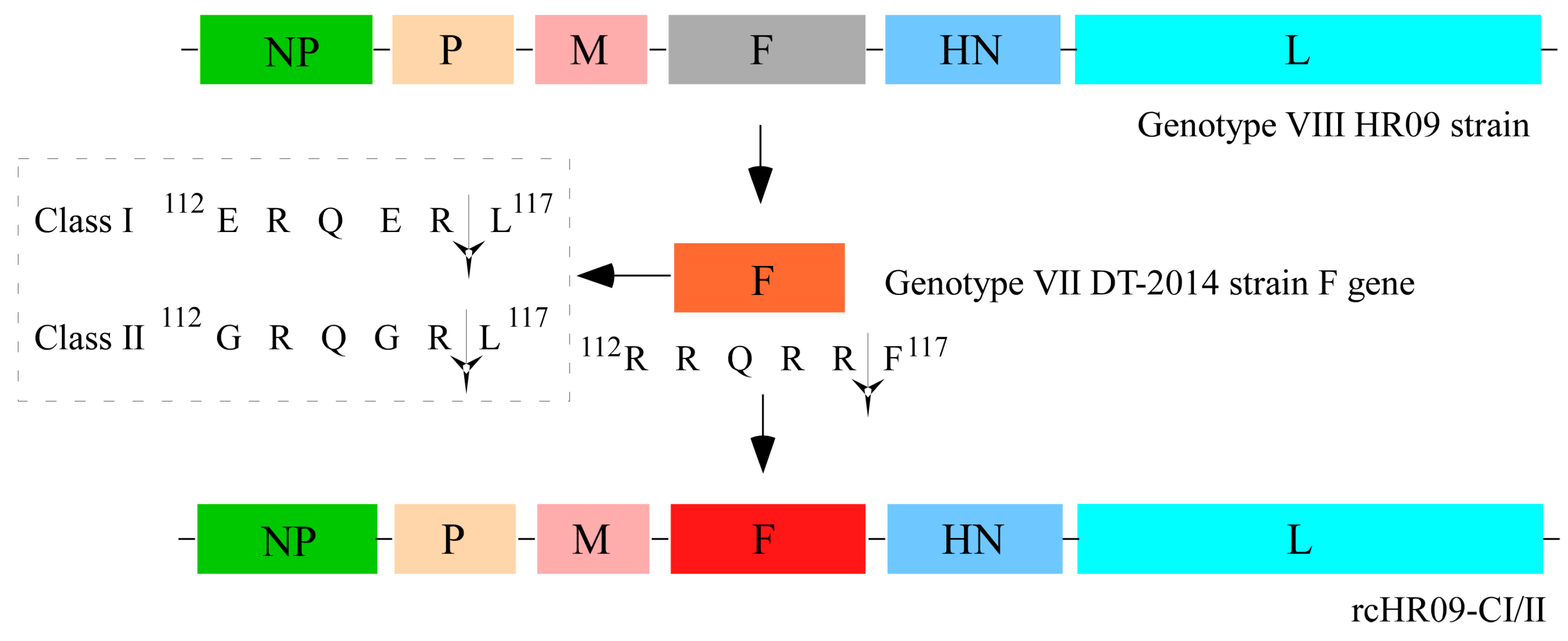 Viruses 15 00082 g001 Viruses 15 00082 g001