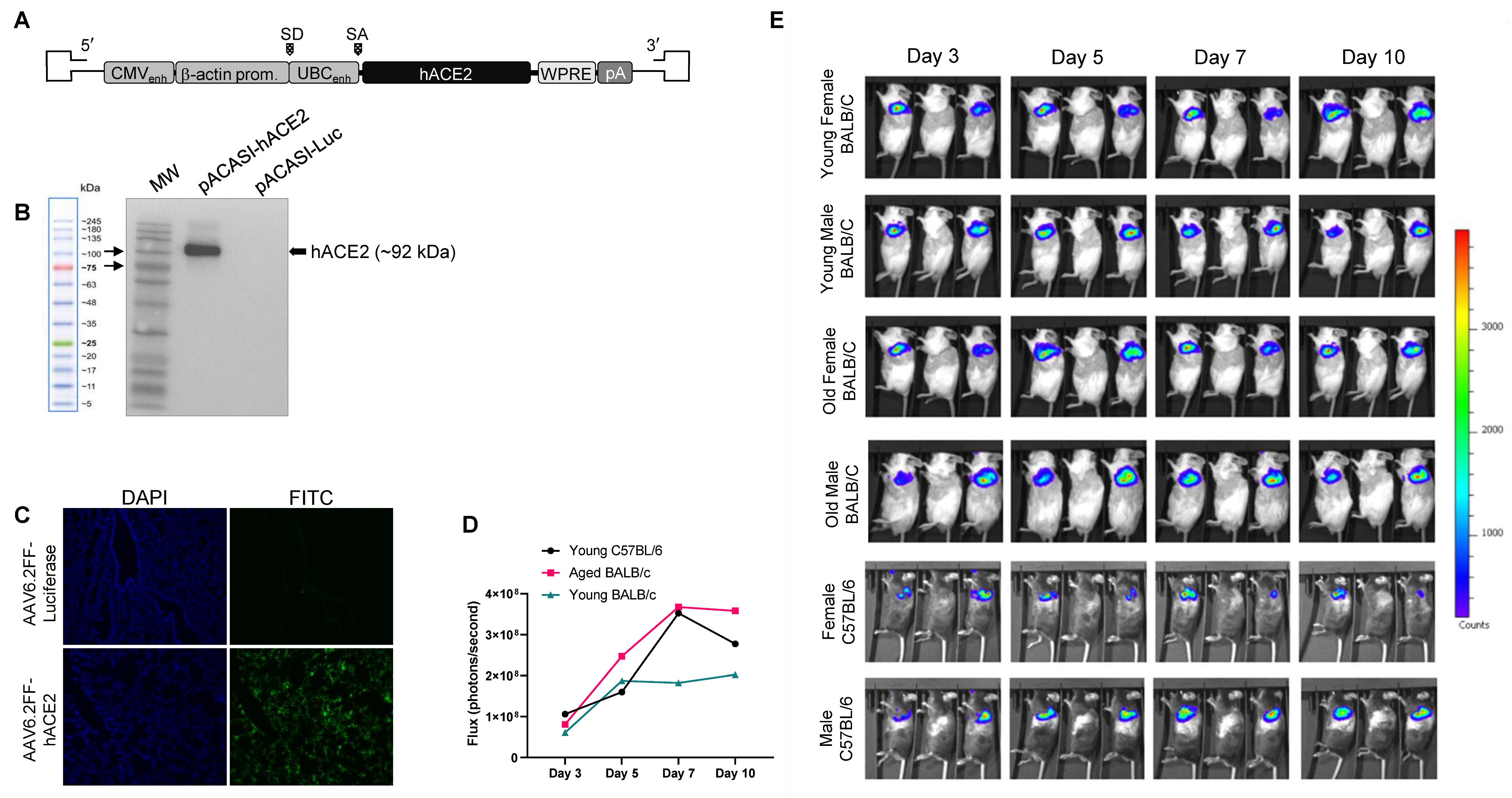 Viruses 15 00085 g001 Viruses 15 00085 g001