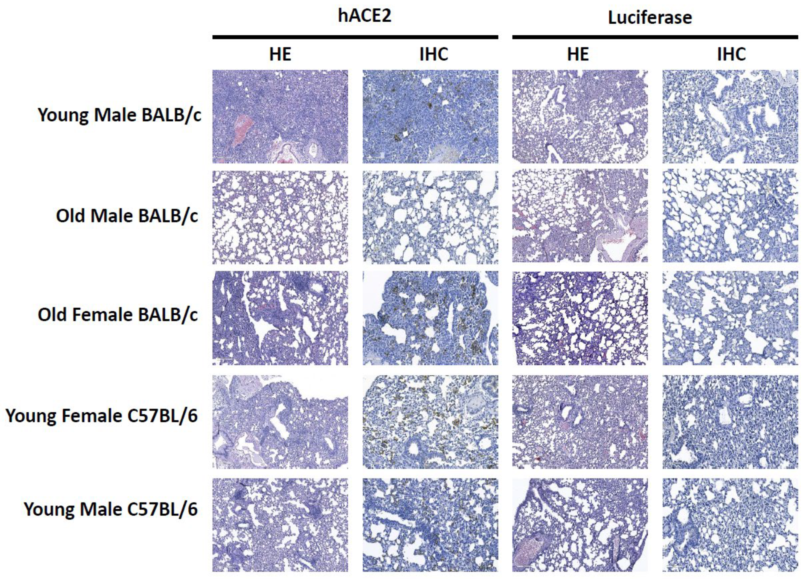 Viruses 15 00085 g003 Viruses 15 00085 g003