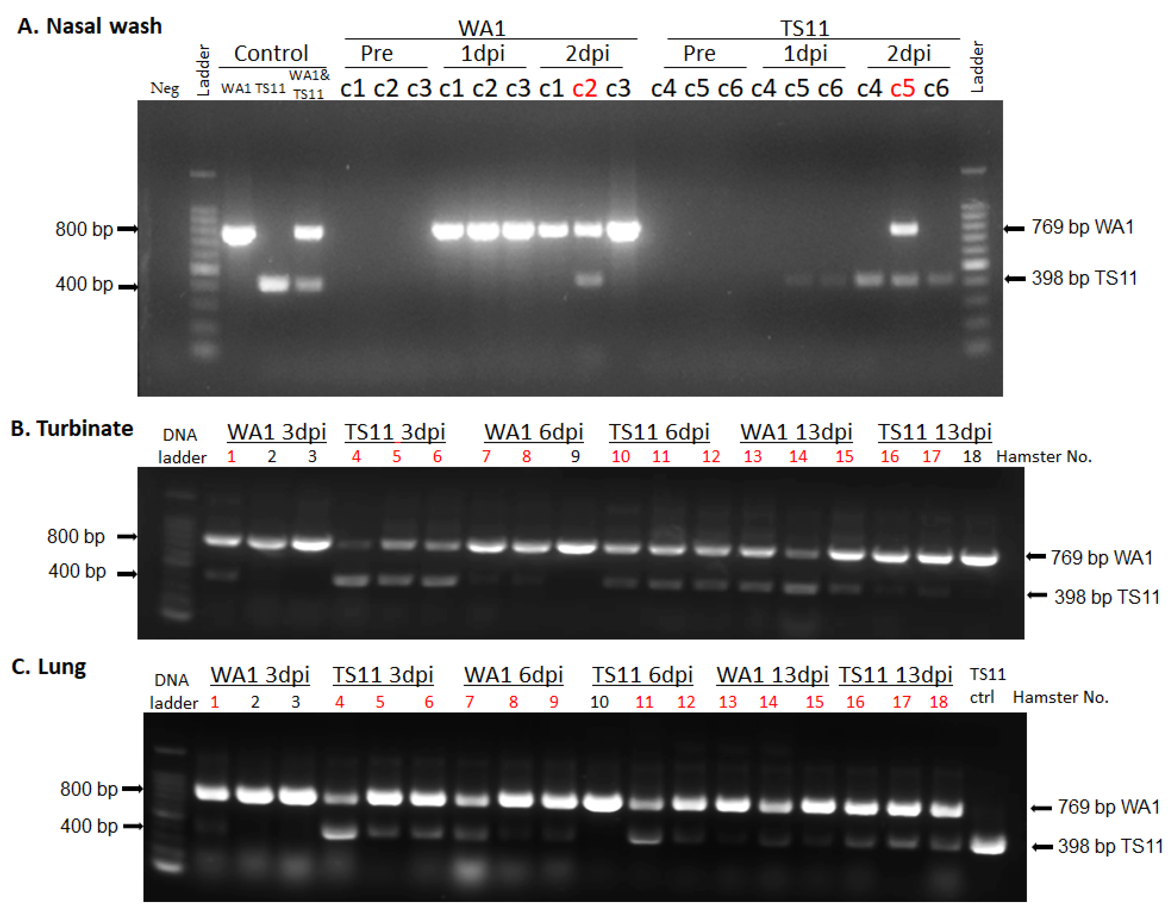 Viruses 15 00095 g004