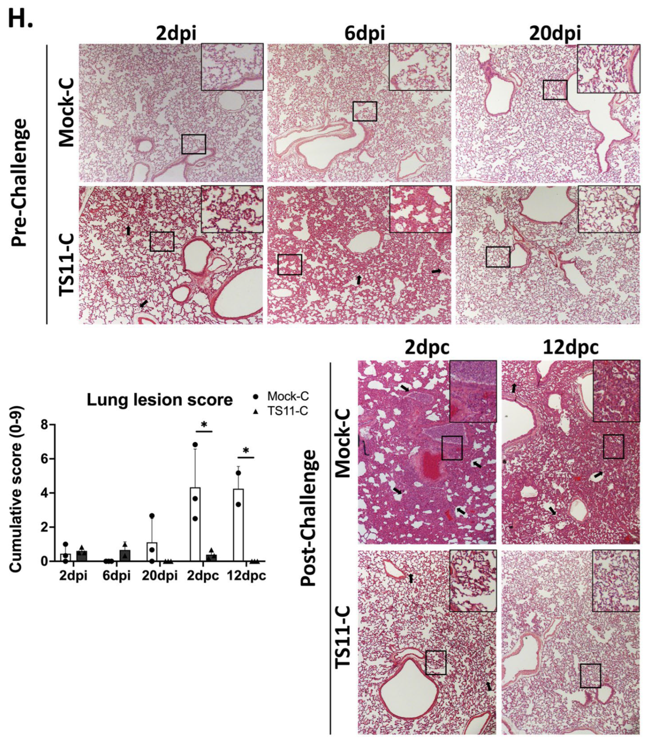 Viruses 15 00095 g005c