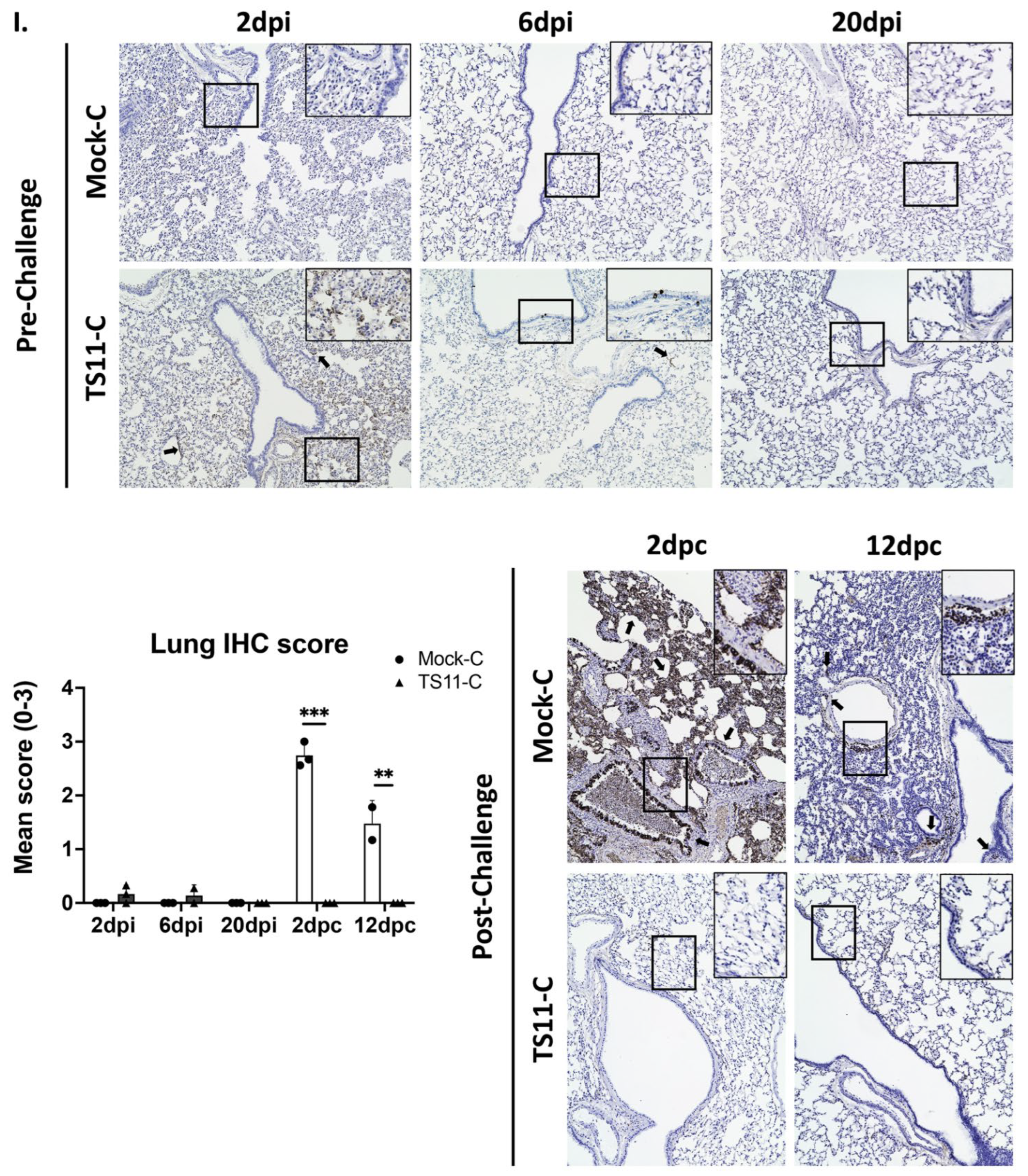 Viruses 15 00095 g005d