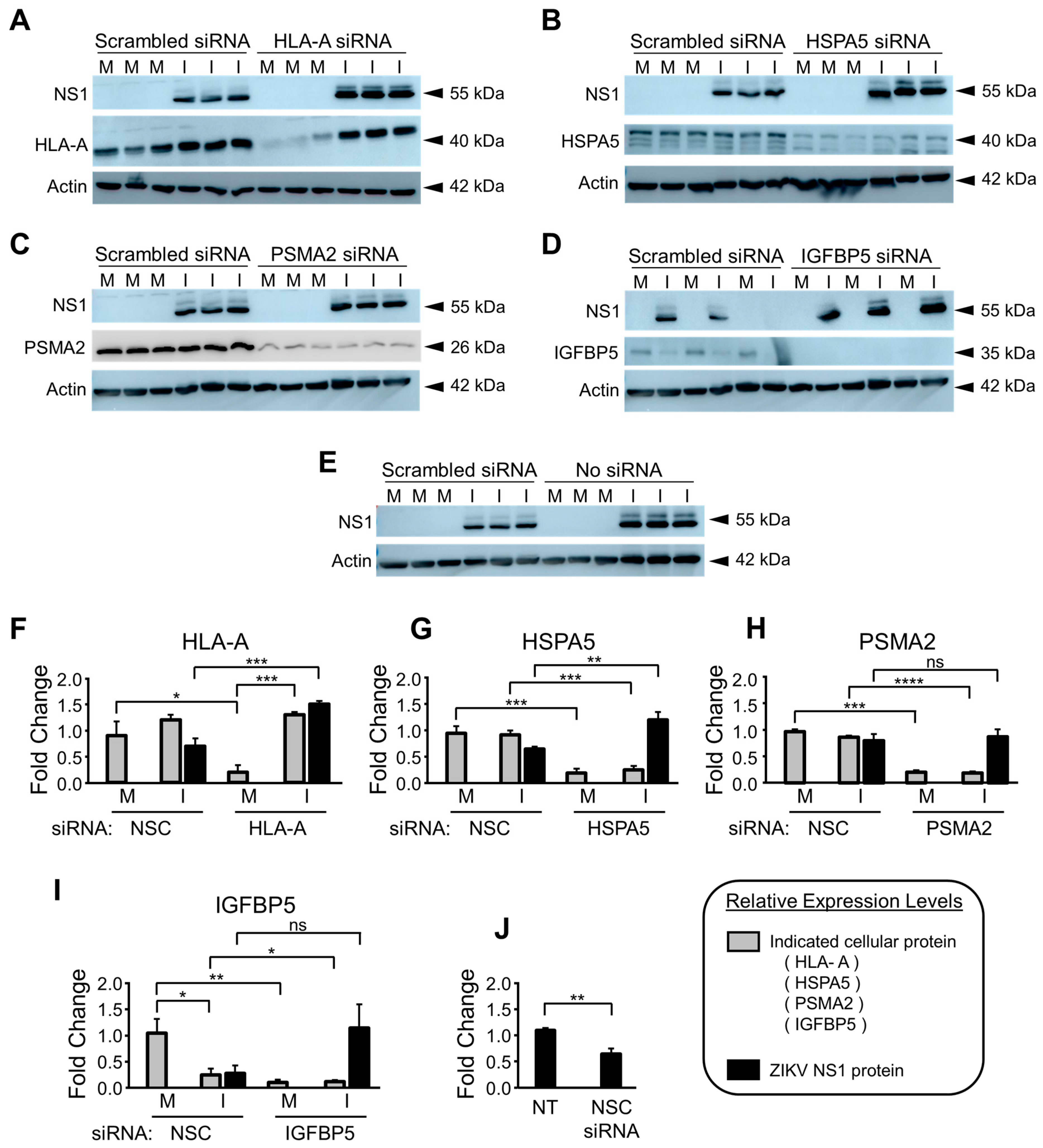 Viruses 15 00097 g009