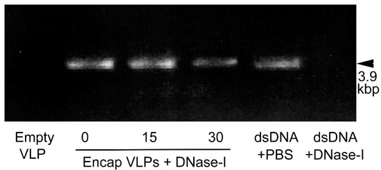 Viral Capsid Change upon Encapsulation of Double-Stranded DNA into