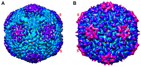 Viral Capsid Change upon Encapsulation of Double-Stranded DNA into