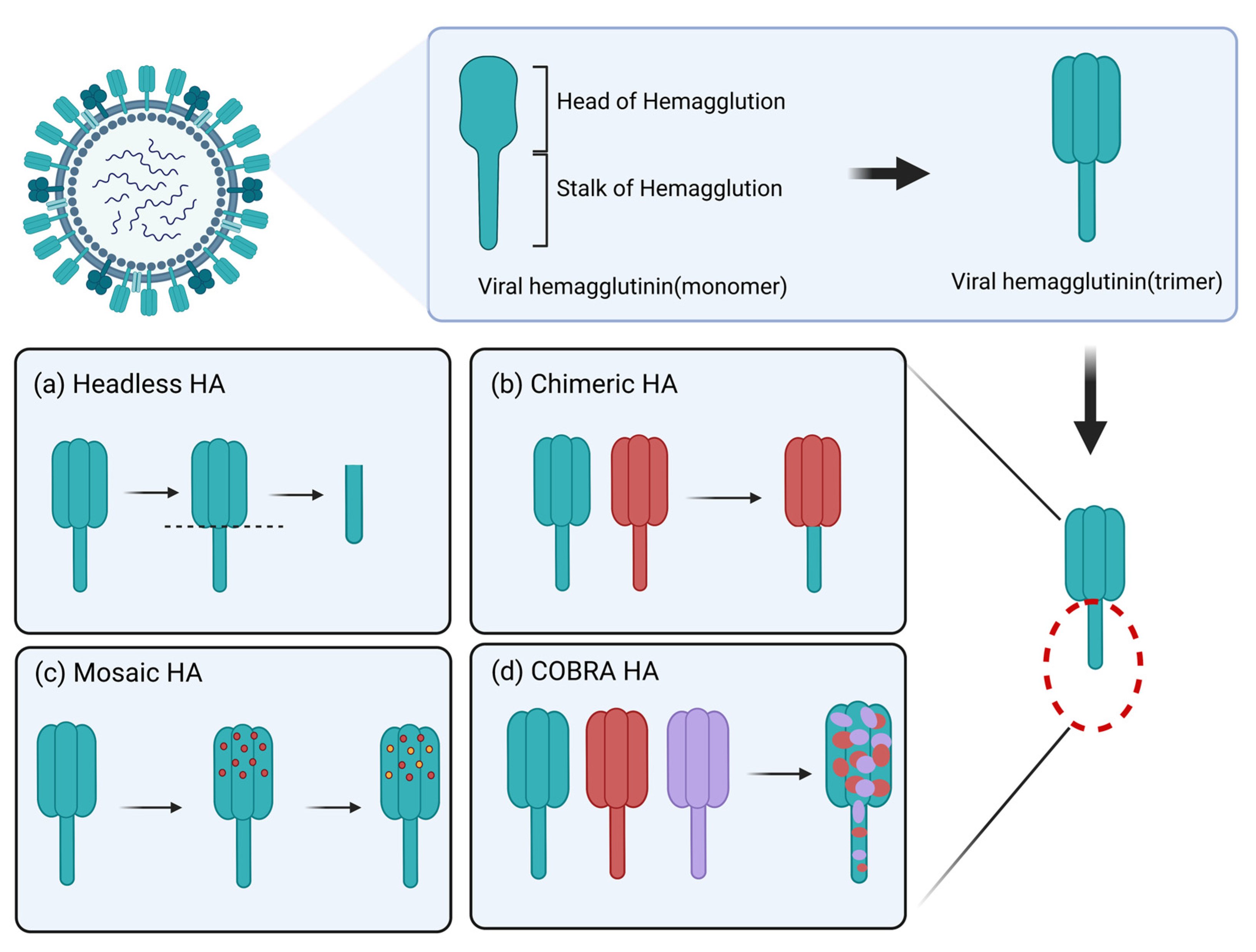 Viruses 15 00116 g004