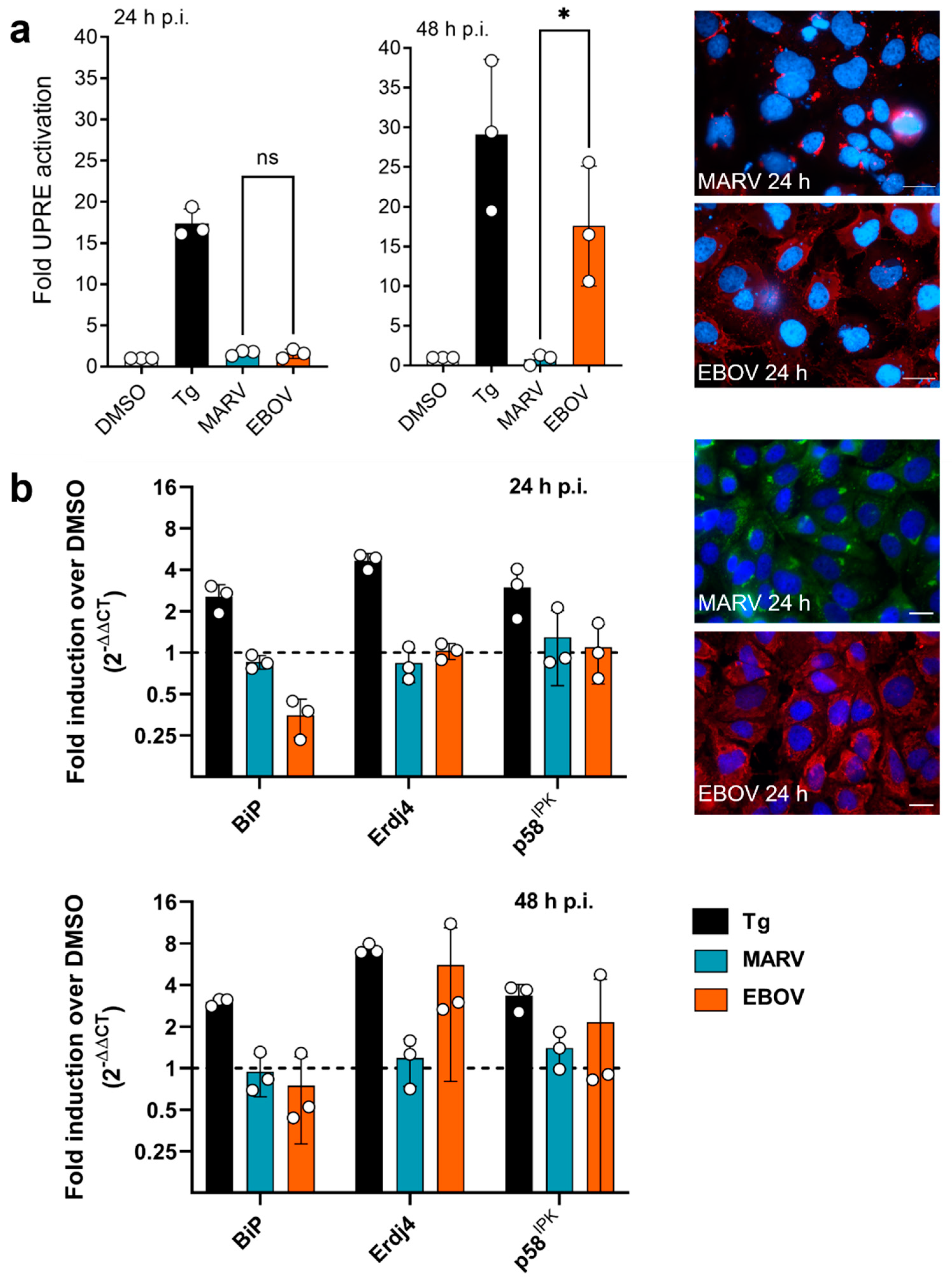 Viruses 15 00122 g002 Viruses 15 00122 g002