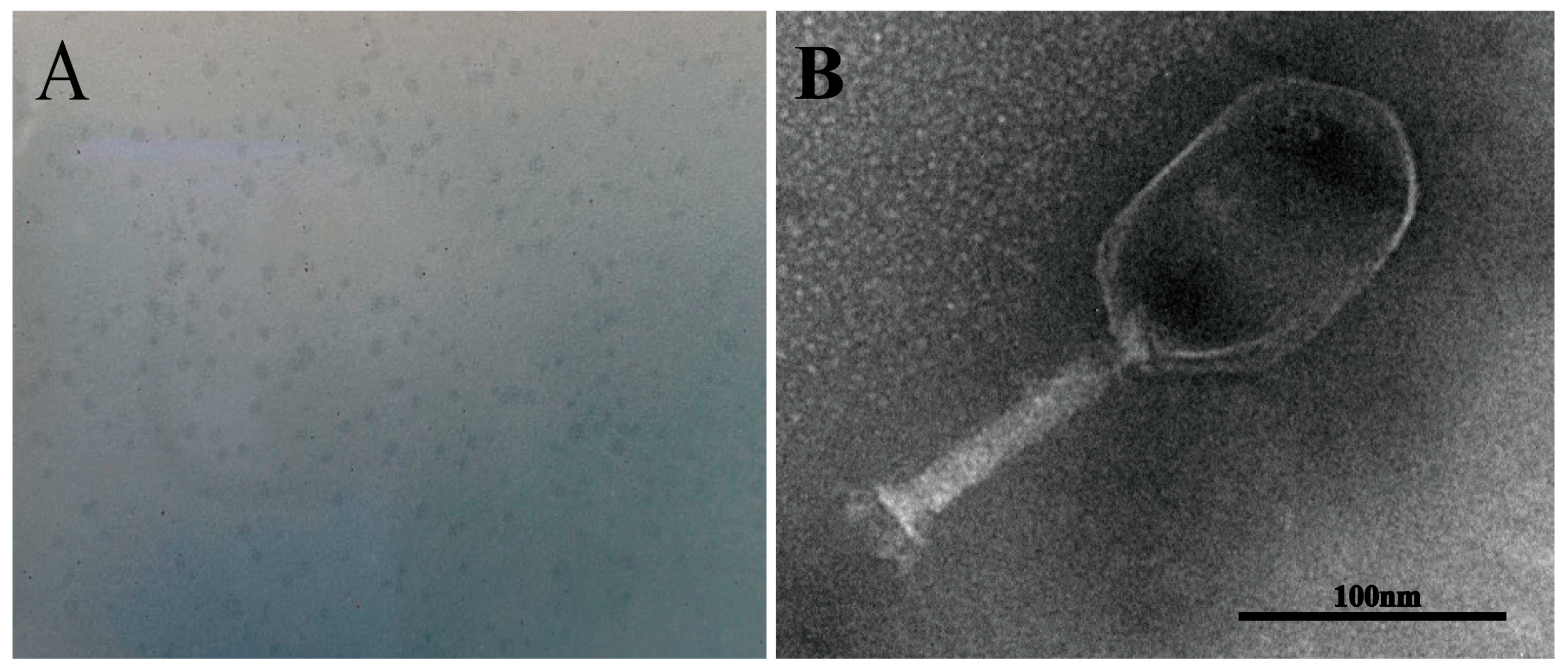 Viruses 15 00135 g003 Viruses 15 00135 g003