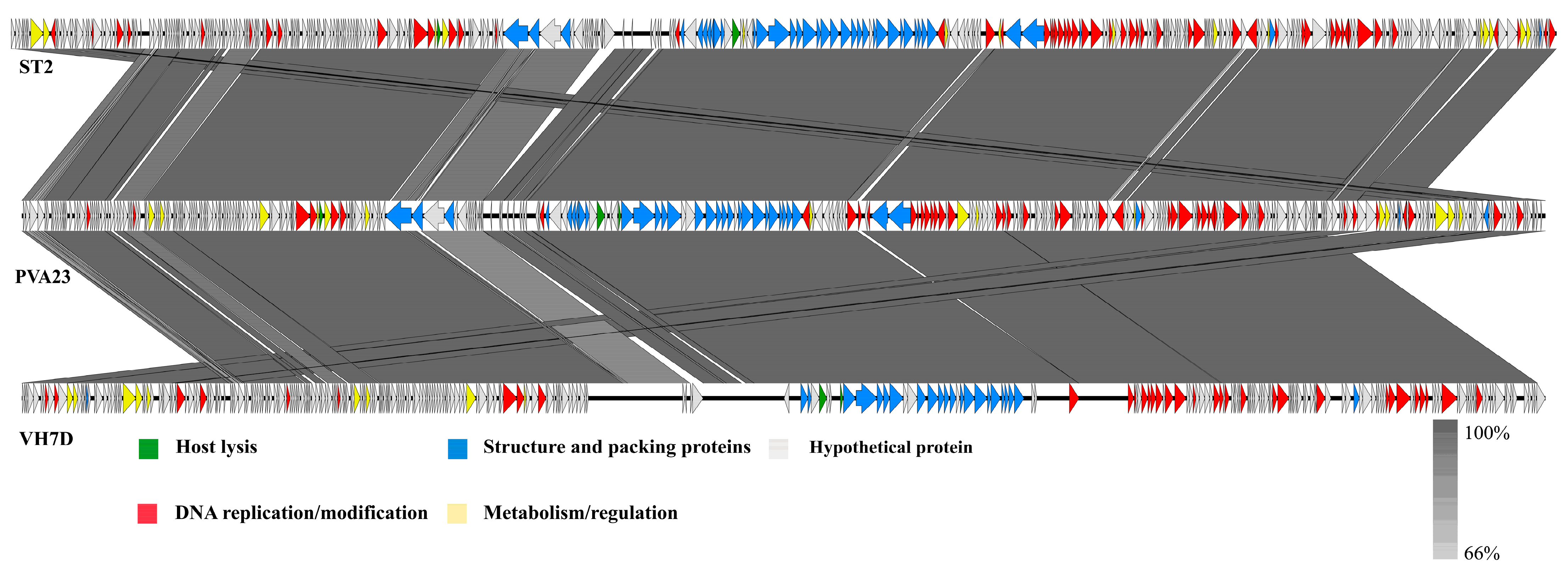 Viruses 15 00135 g009 Viruses 15 00135 g009