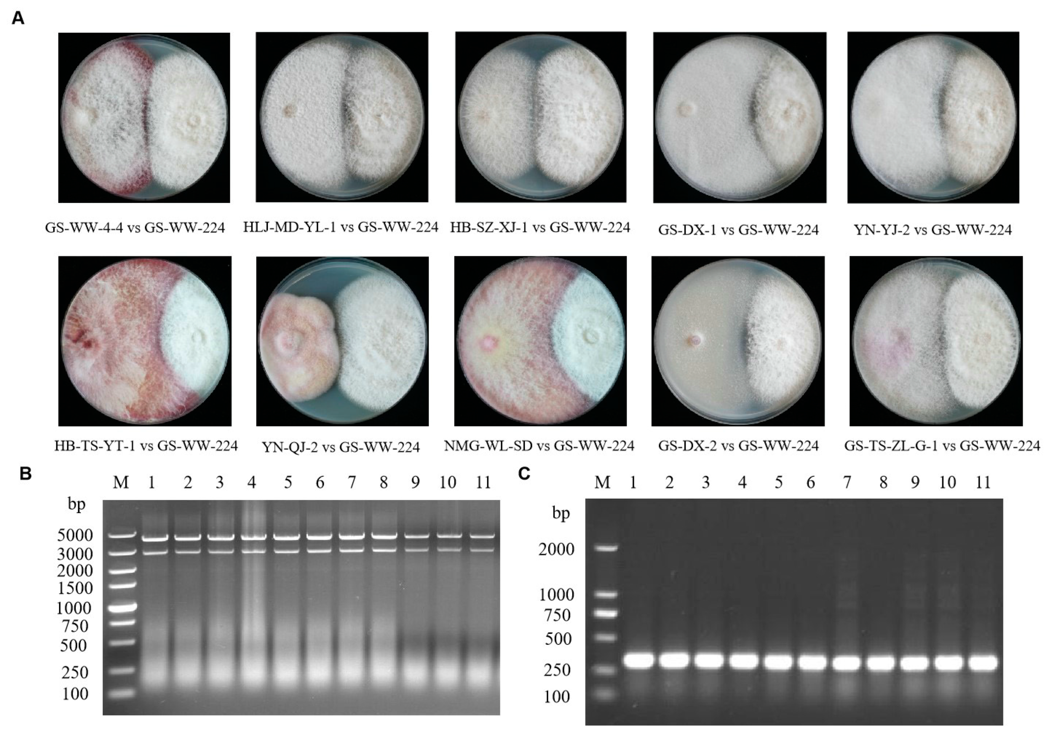 Viruses 15 00145 g005
