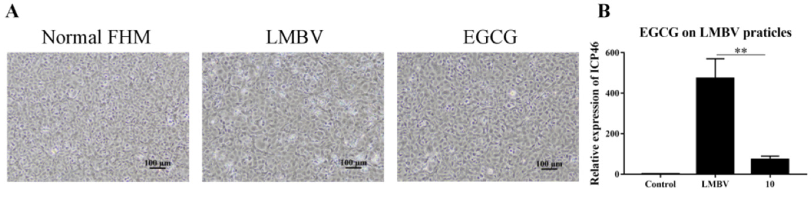 Viruses 15 00151 g003 Viruses 15 00151 g003