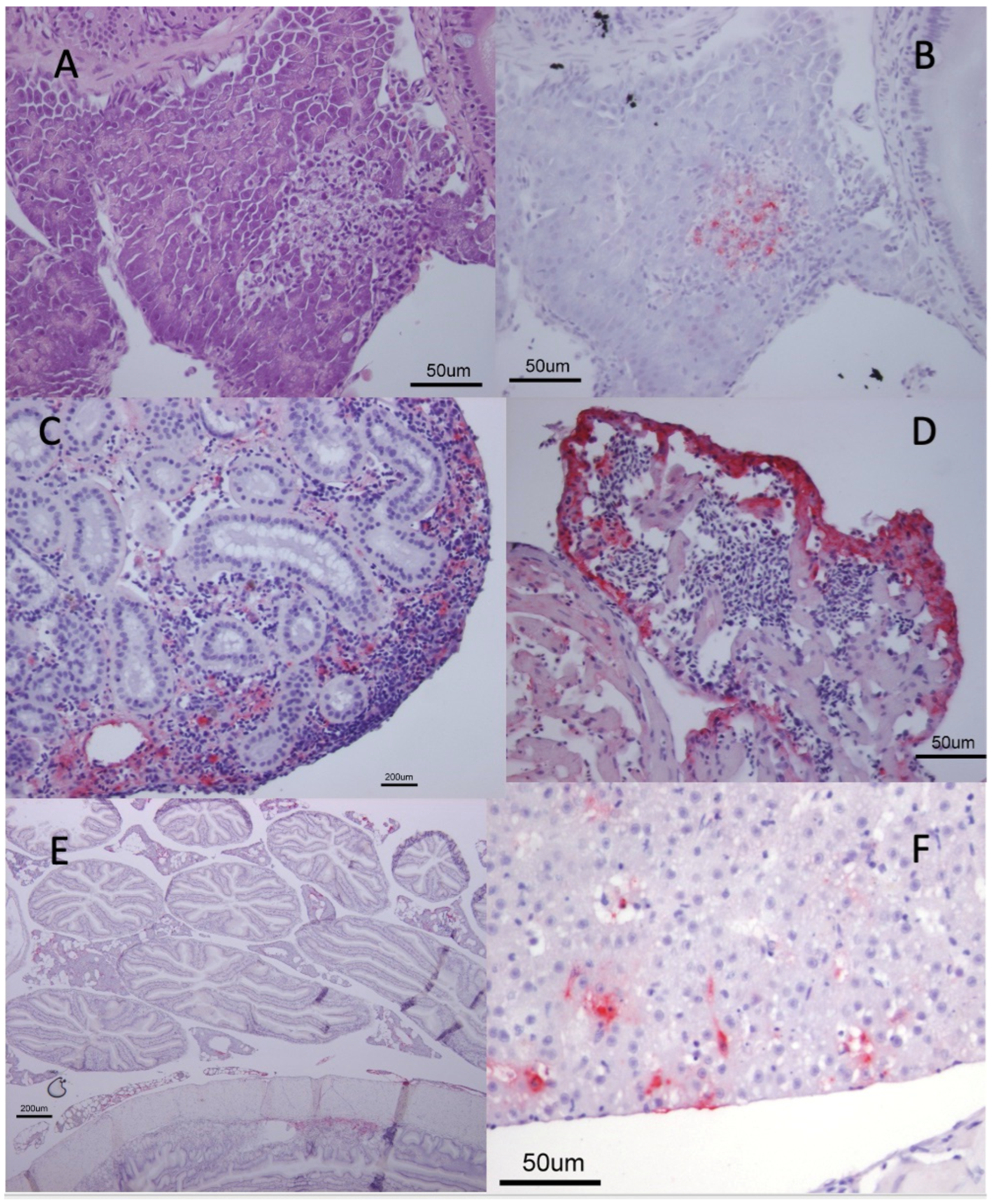 Viruses 15 00152 g004 Viruses 15 00152 g004