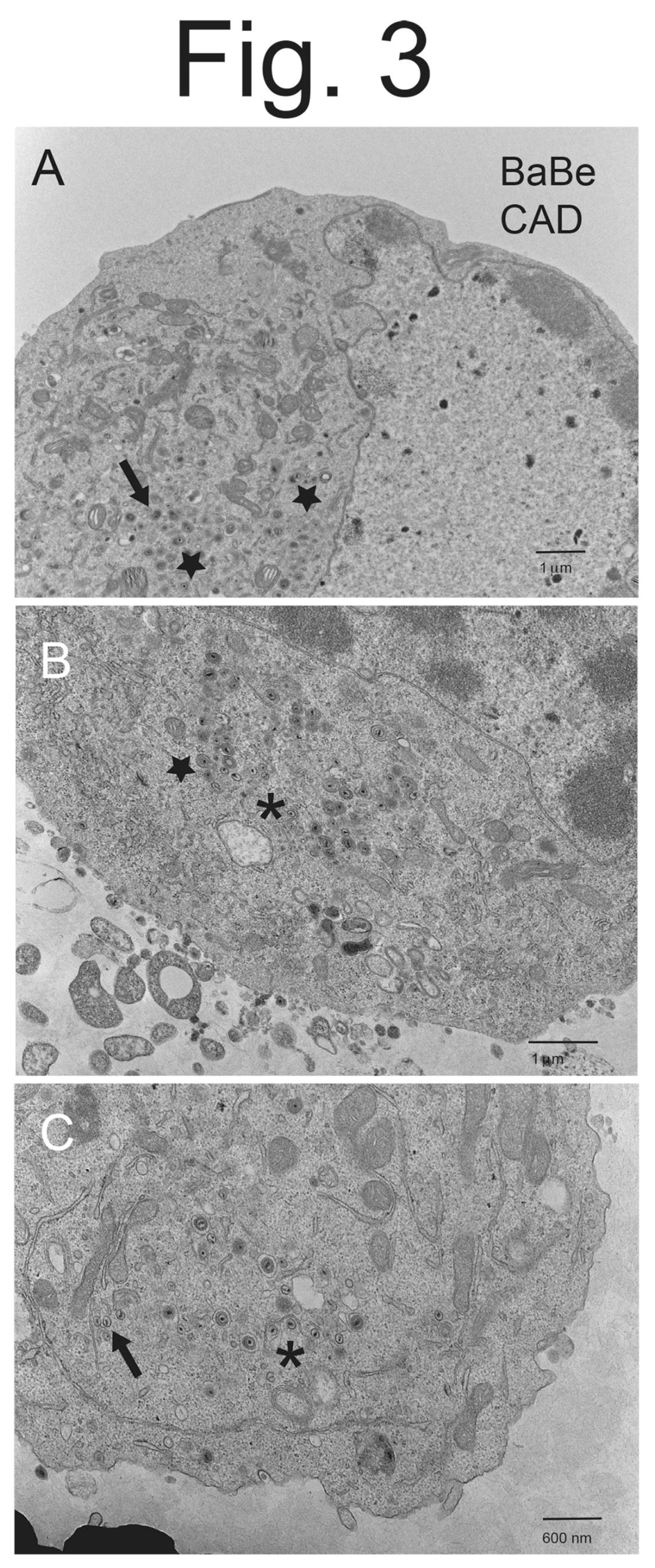 Viruses 15 00153 g003