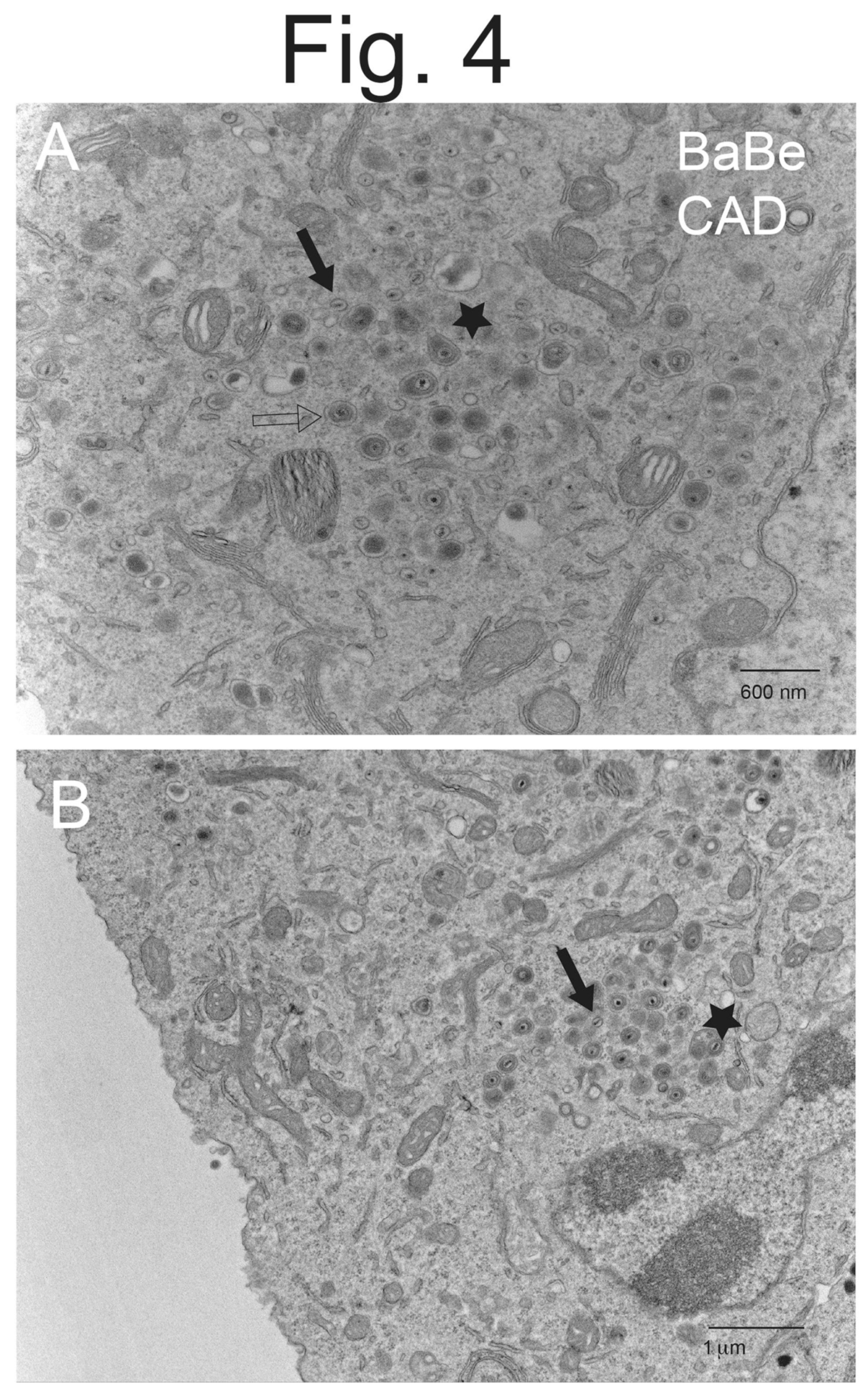 Viruses 15 00153 g004