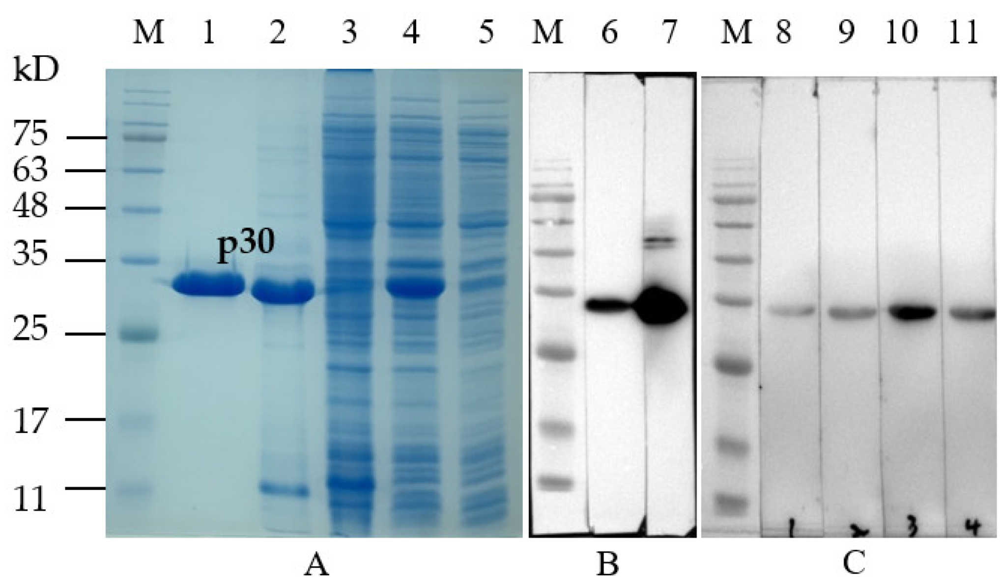 Viruses 15 00154 g001 Viruses 15 00154 g001