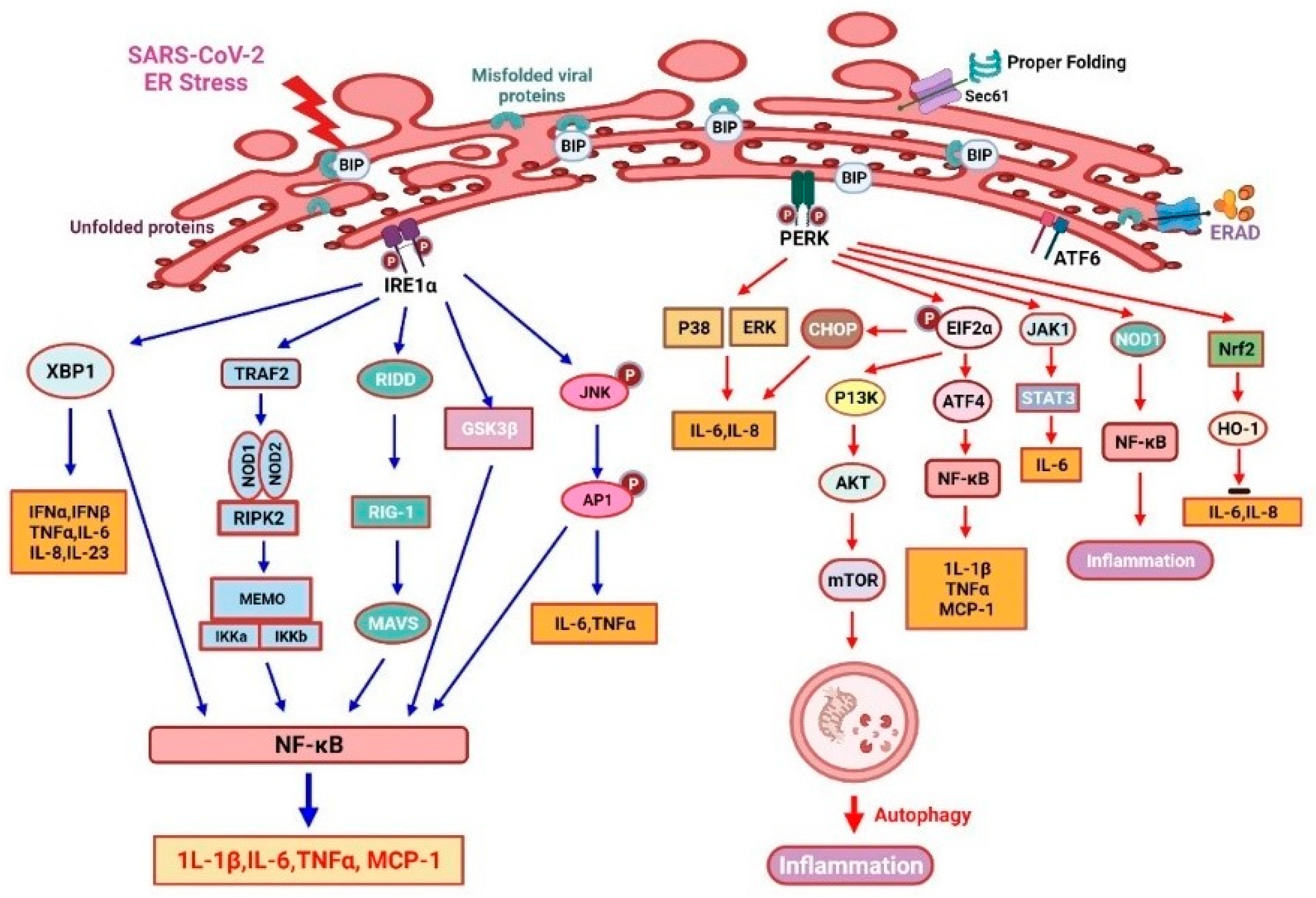 Viruses | Free Full-Text | Endoplasmic Reticulum Stress in Elderly 