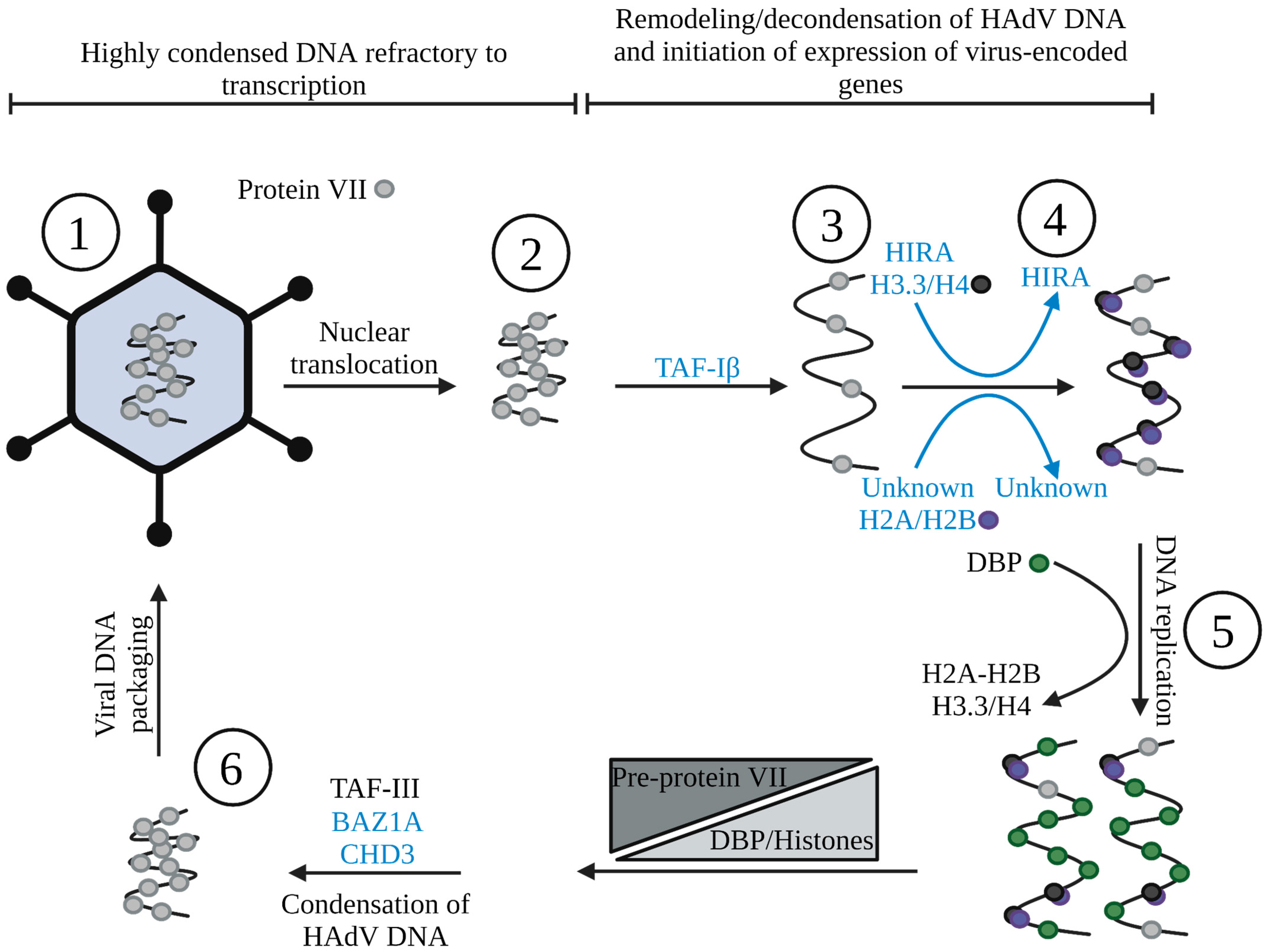 Viruses 15 00161 g002