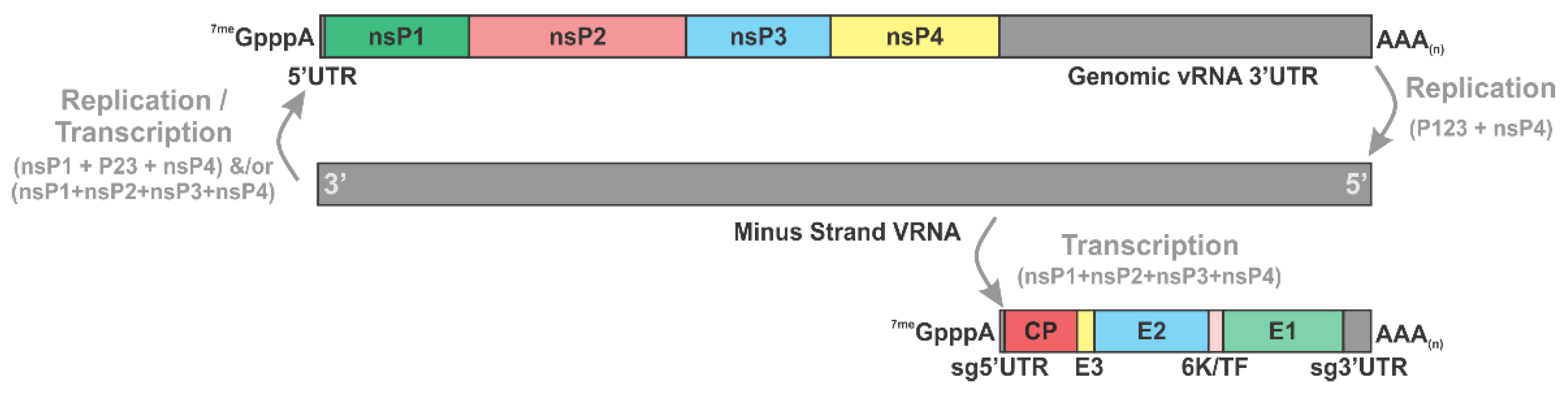 Viruses 15 00164 g002 Viruses 15 00164 g002