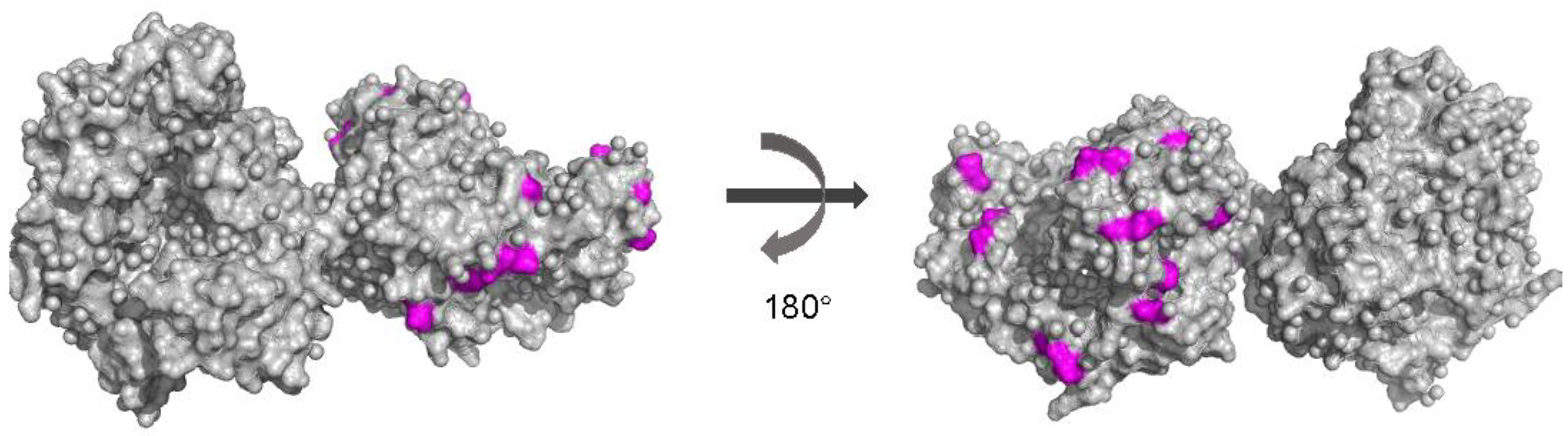 Viruses 15 00166 g004
