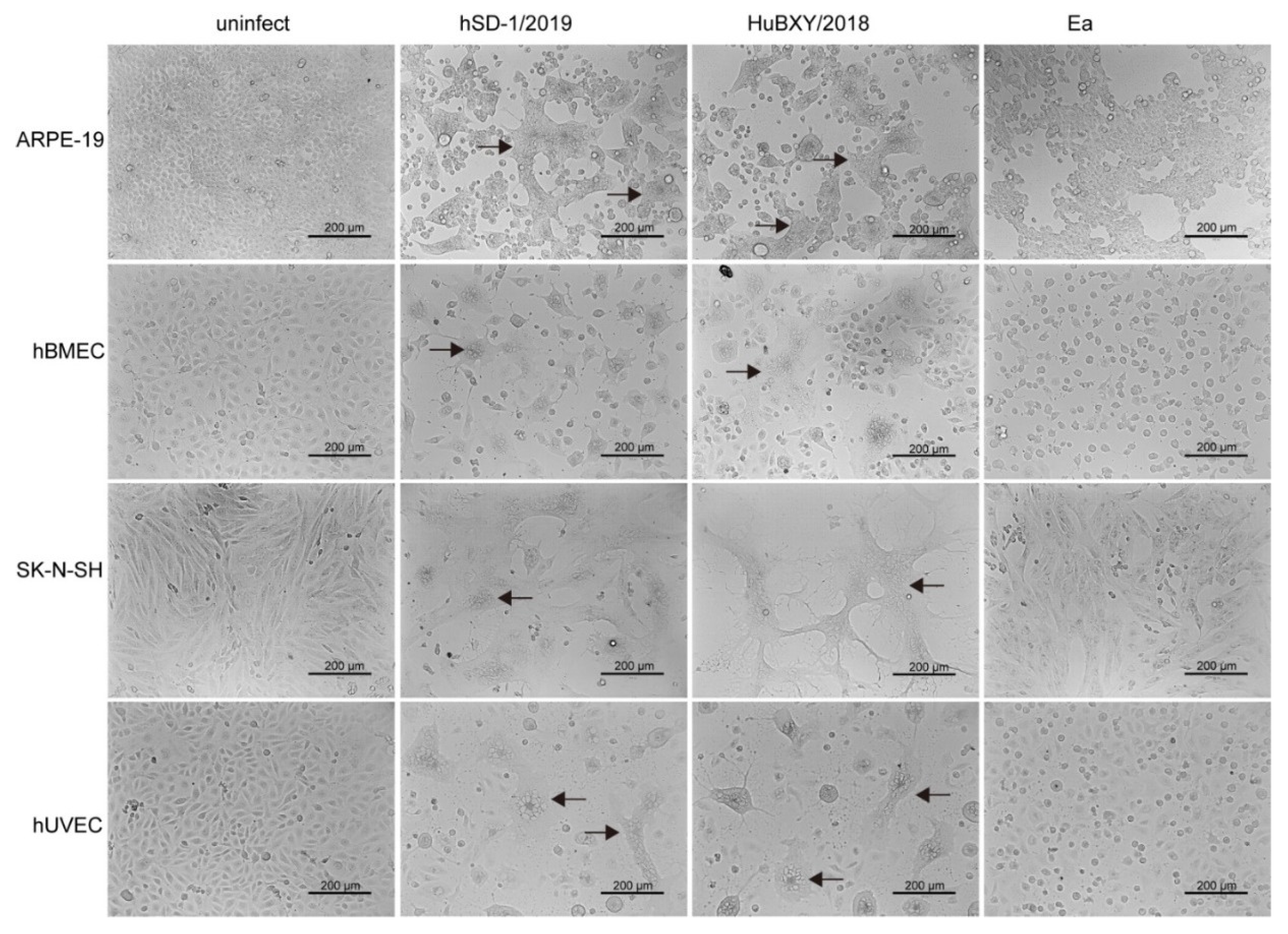 Viruses 15 00170 g006