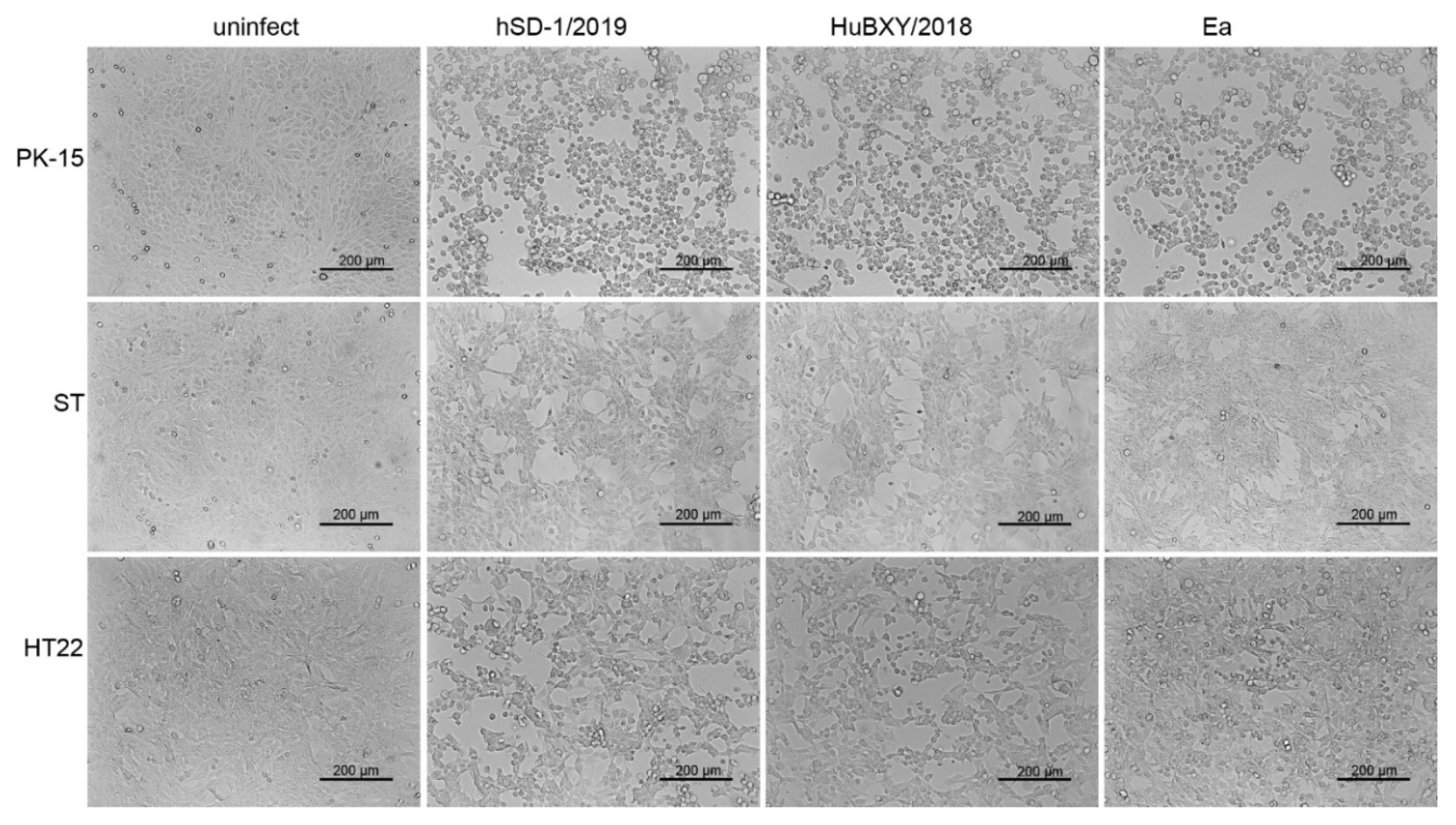 Viruses 15 00170 g007