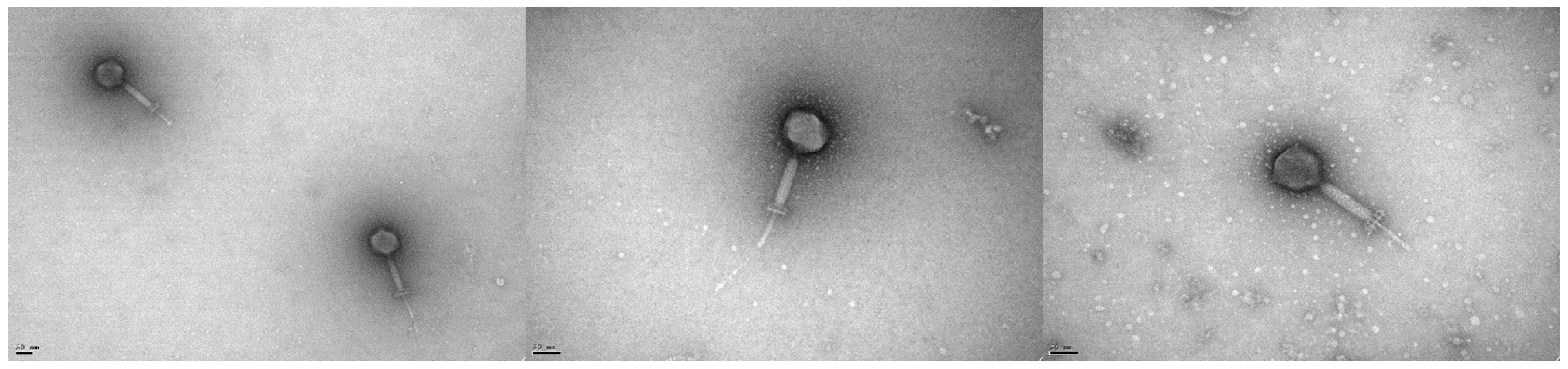 Viruses 15 00179 g001