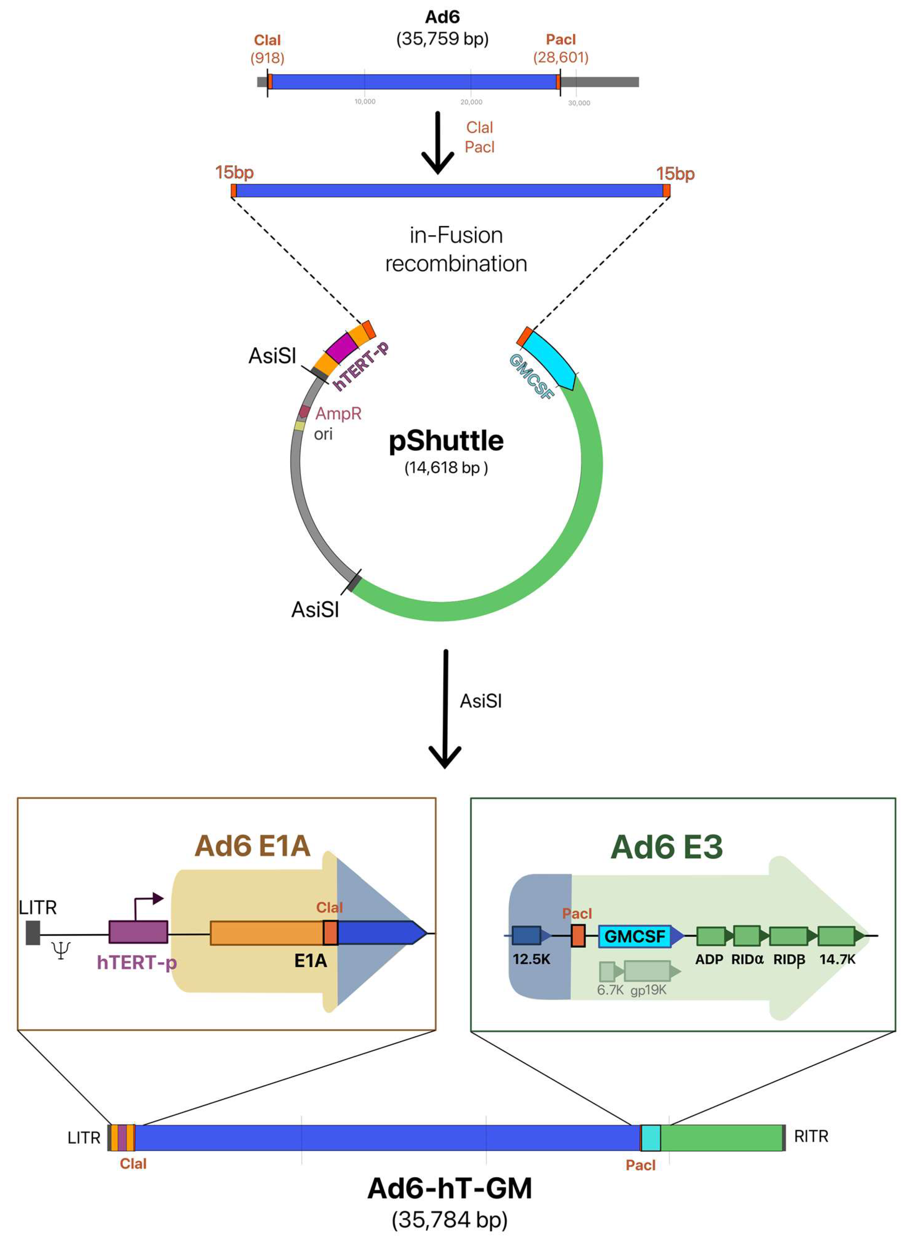 Viruses 15 00182 g001