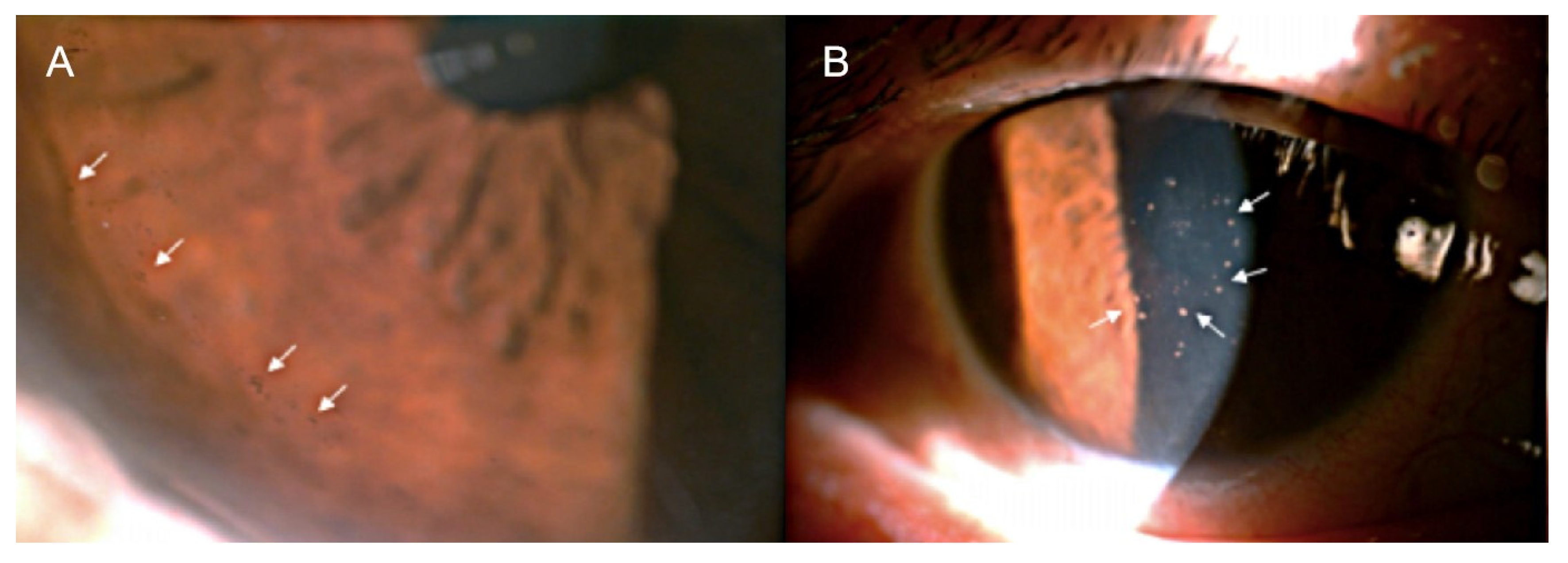 Viruses 15 00185 g001 Viruses 15 00185 g001
